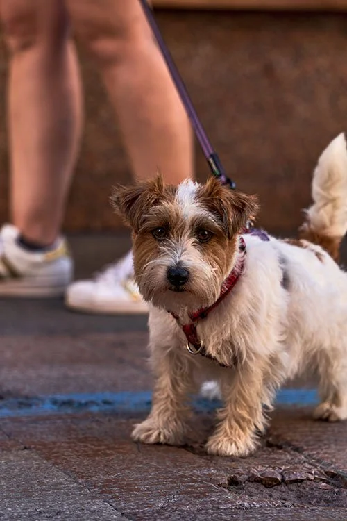 Dog Walking