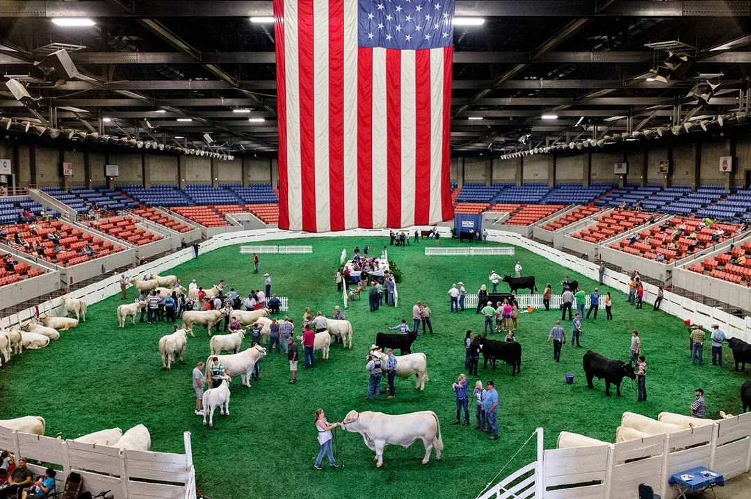 Indoor cattle and sheep auction with people inspecting animals, a large American flag hanging in the center, and tiered seating in the background.