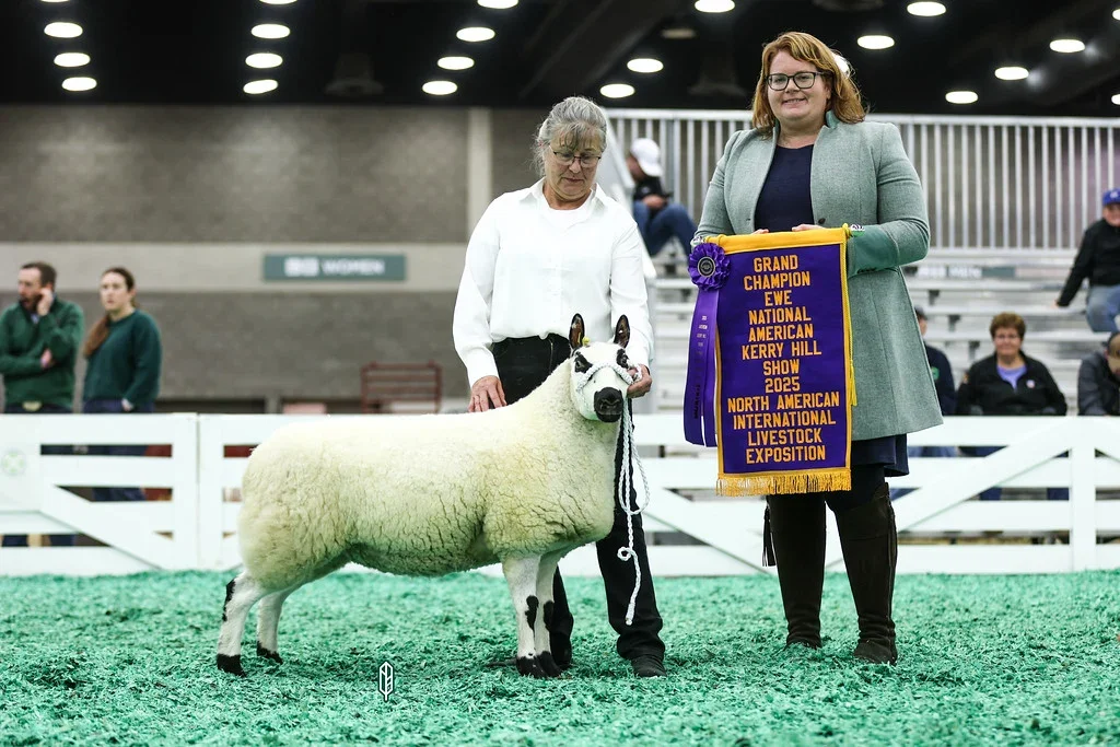 A sheep with a woman standing beside it holding a ribbon banner at a livestock show.