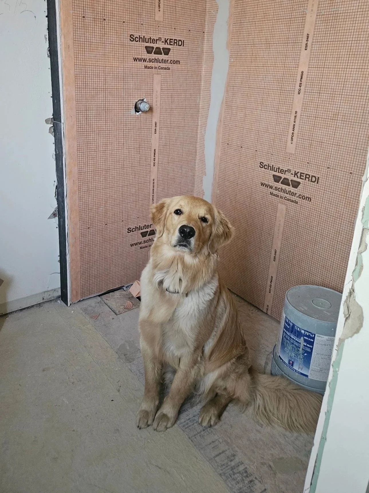 A golden retriever dog sitting in a room under construction with drywall and insulation materials visible behind it.
