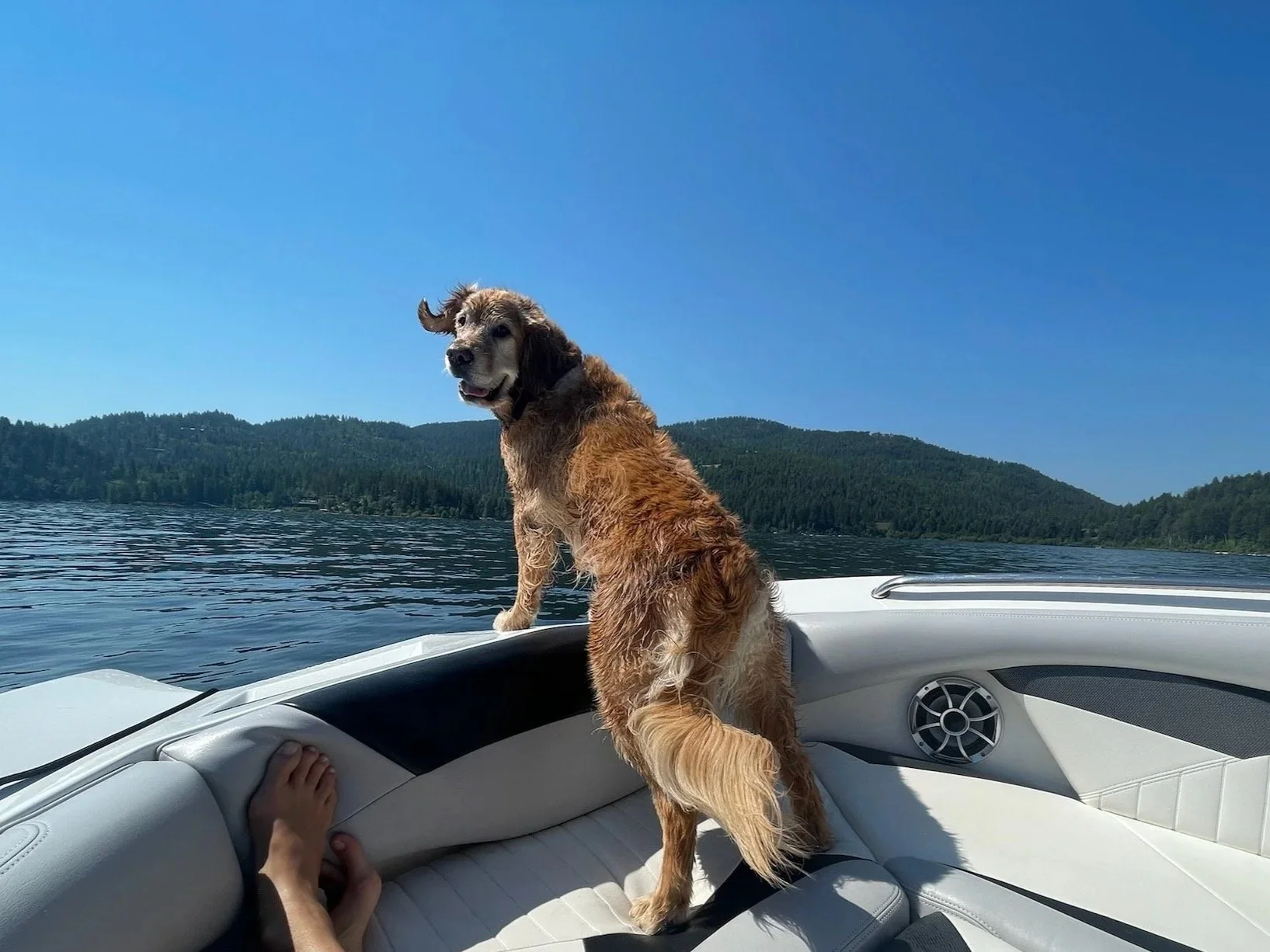 A dog standing on a boat with water and forested mountains in the background.