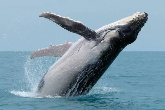 Whale Watching
