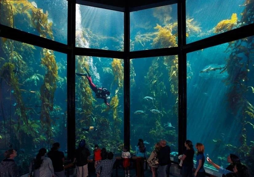 Monterey Bay Aquarium