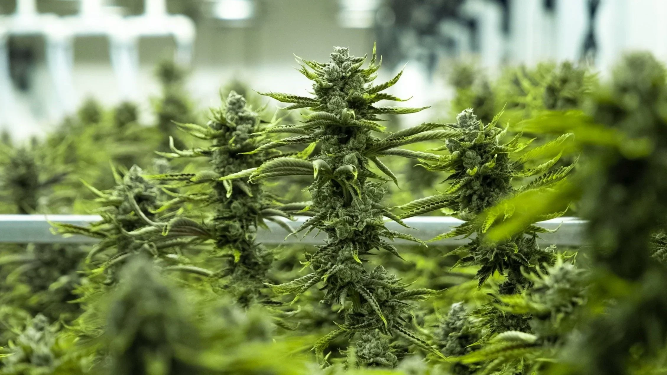 Cannabis 101: What Is Cannabis?