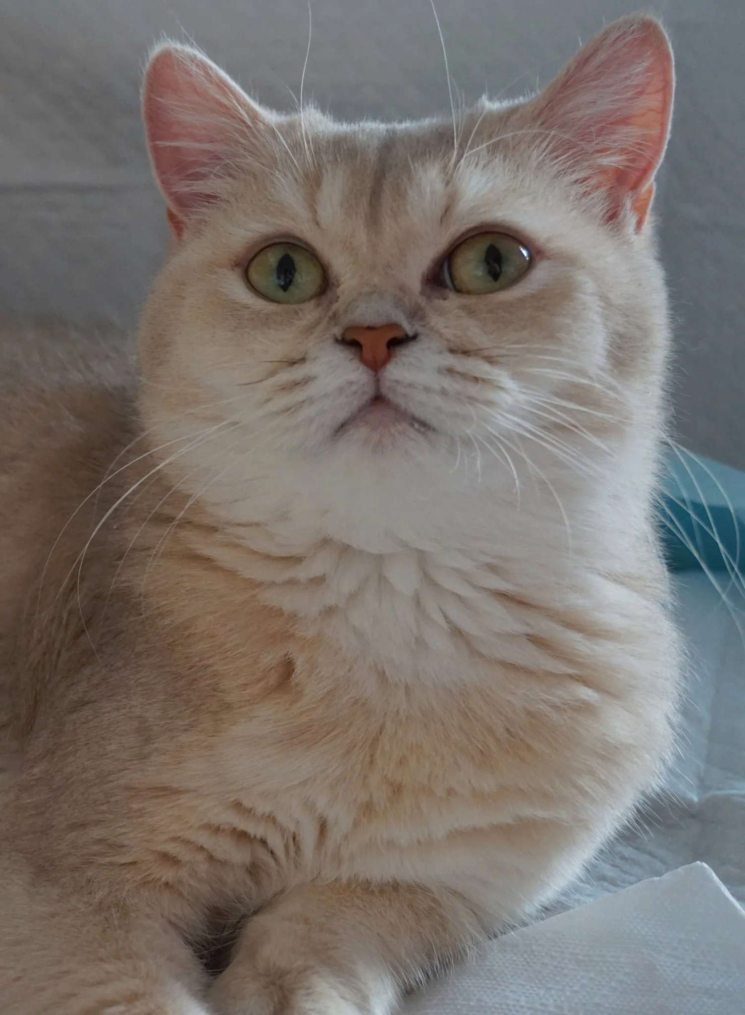 FIFe International Champion Hvezda, a lilac golden shaded British Shorthair queen imported from the Czech Republic and foundation queen of Coastal Charm British Shorthairs.