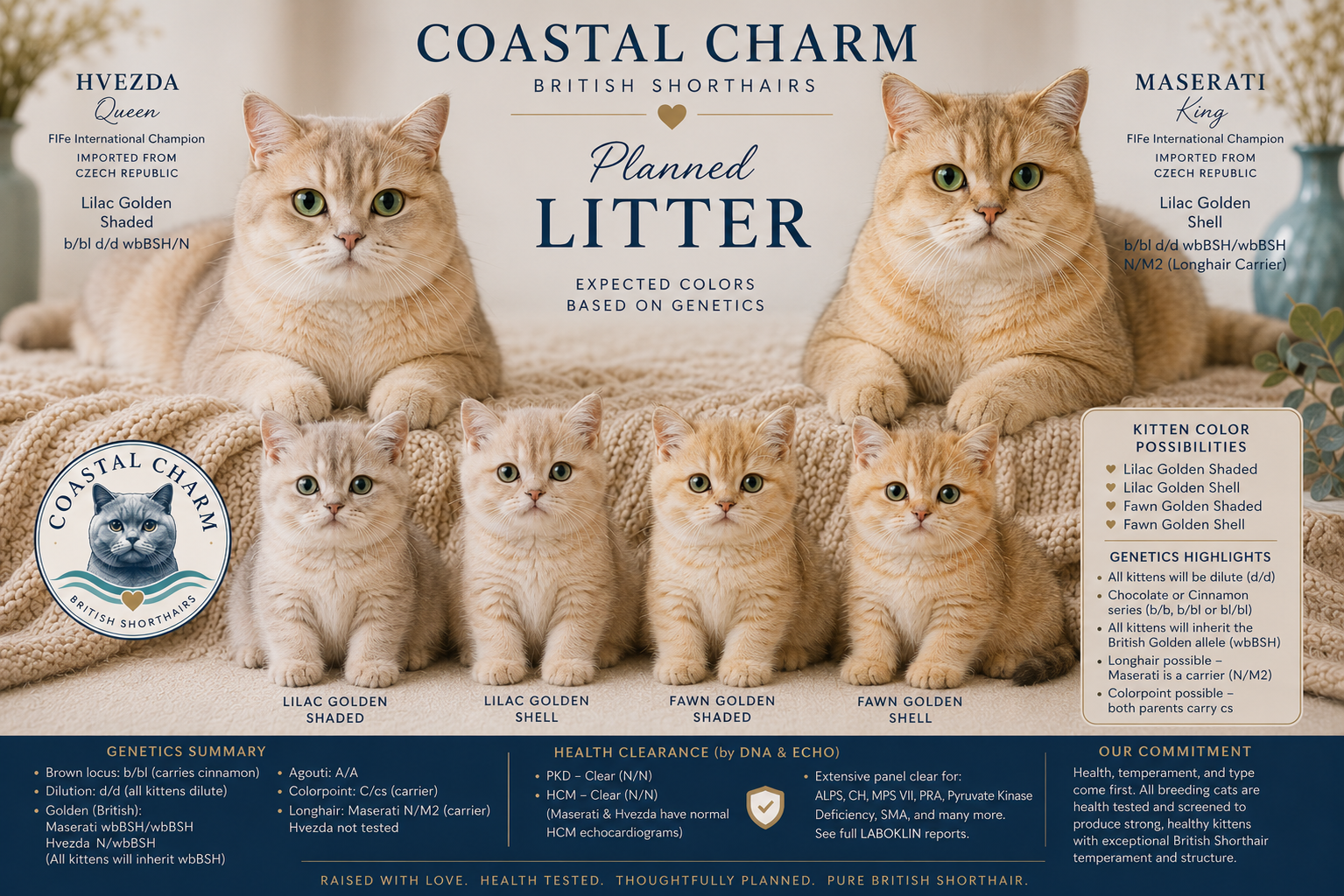 British Shorthair Kittens For Sale from Coastal Charm British Shorthairs in South Carolina.