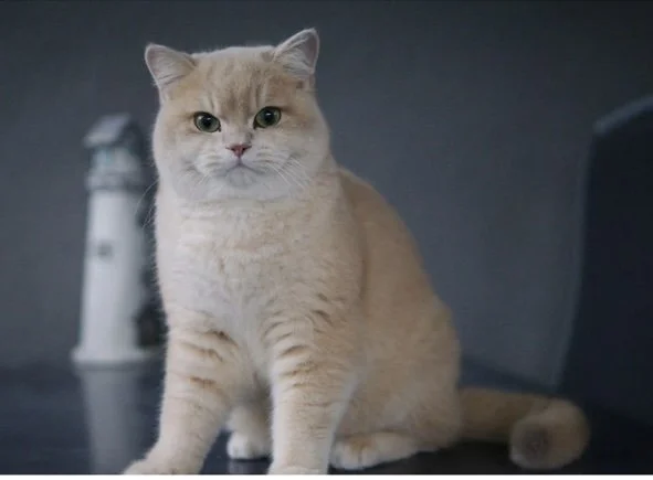 FIFe International Champion Maserati, a lilac golden shell British Shorthair imported from the Czech Republic, sitting near lighthouse.