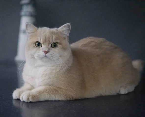 FIFe International Champion Maserati, a lilac golden shell British Shorthair imported from the Czech Republic, sitting near lighthouse.