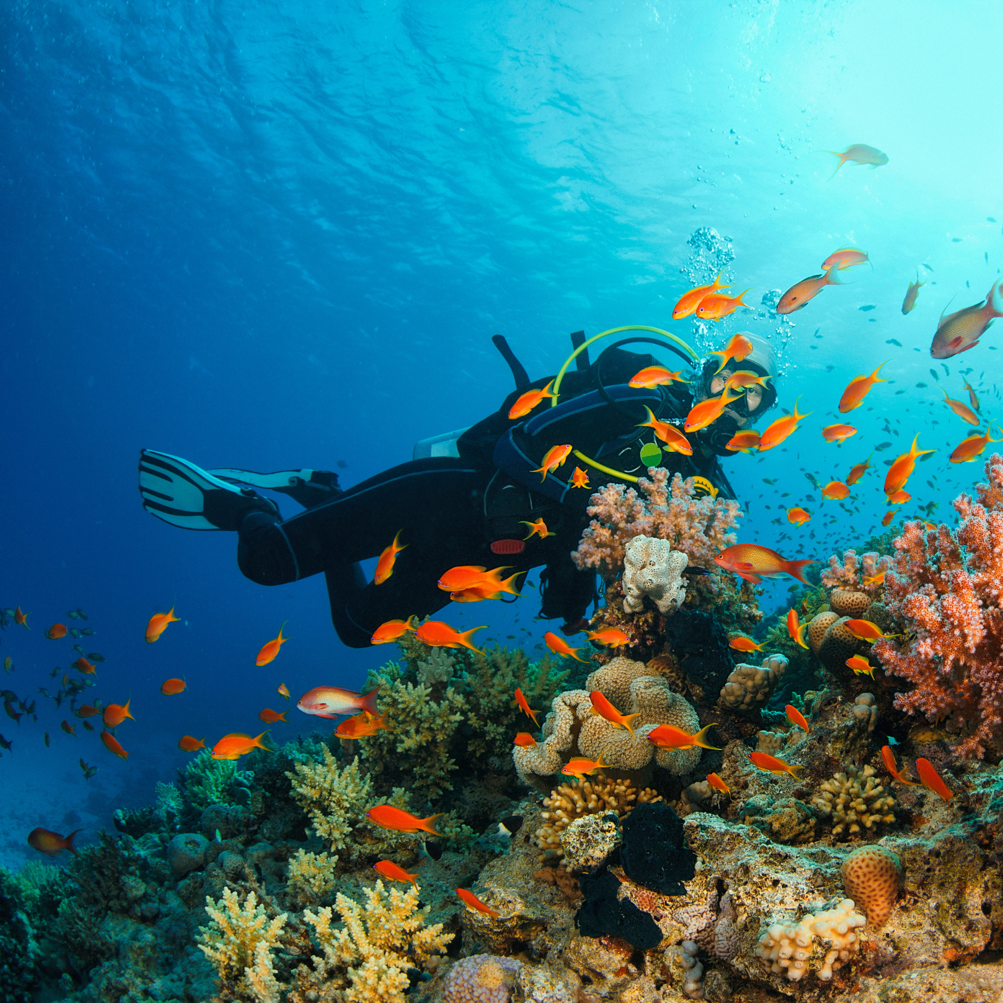 Buceador nadando entre corales y peces en arrecife de coral en el océano Atlántico.