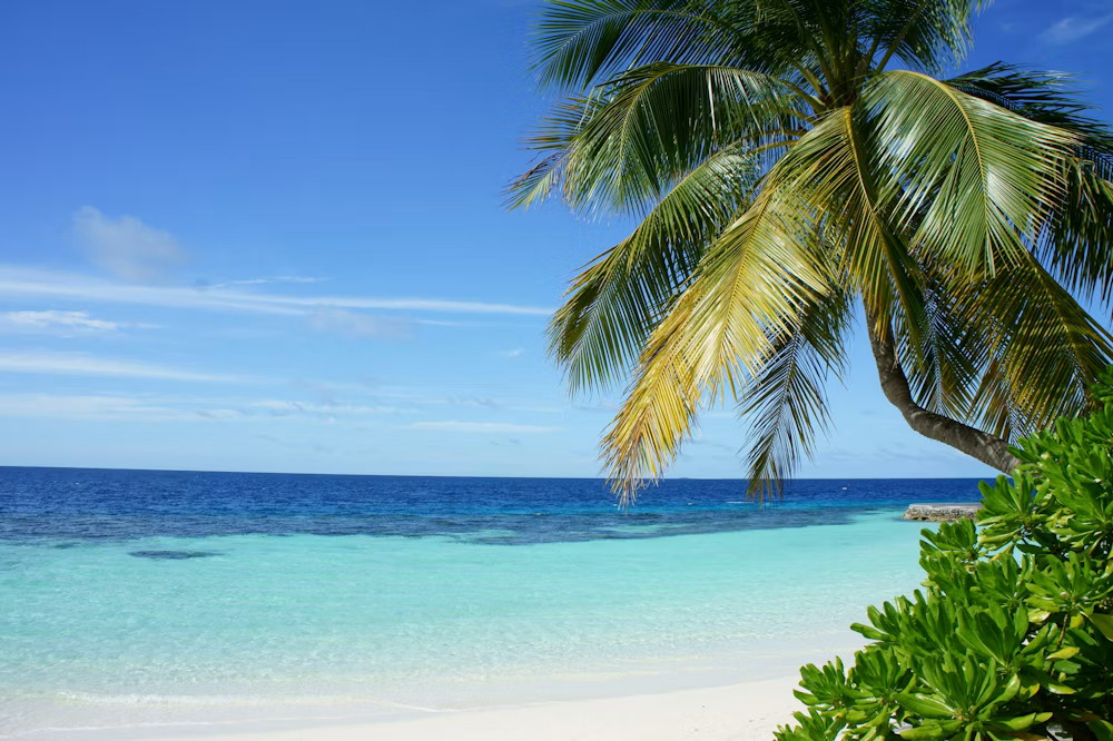 Playa tropical con agua cristalina, palmera y vegetación, cielo azul con nubes.