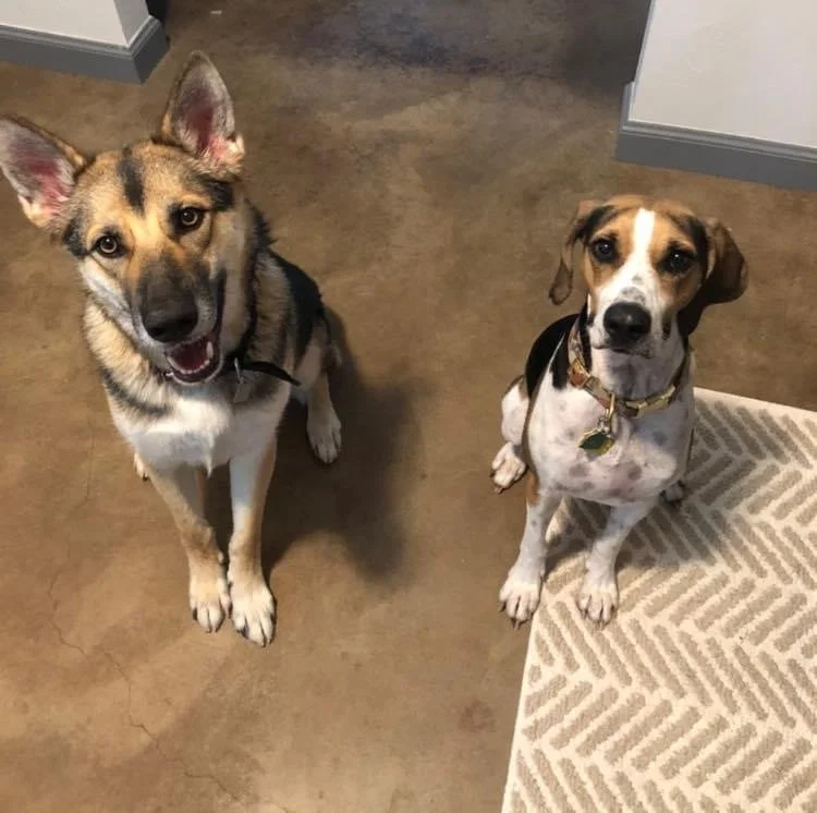 Rusty and Daisy, Janell’s fur grandbabies, sitting together and looking at the camera.