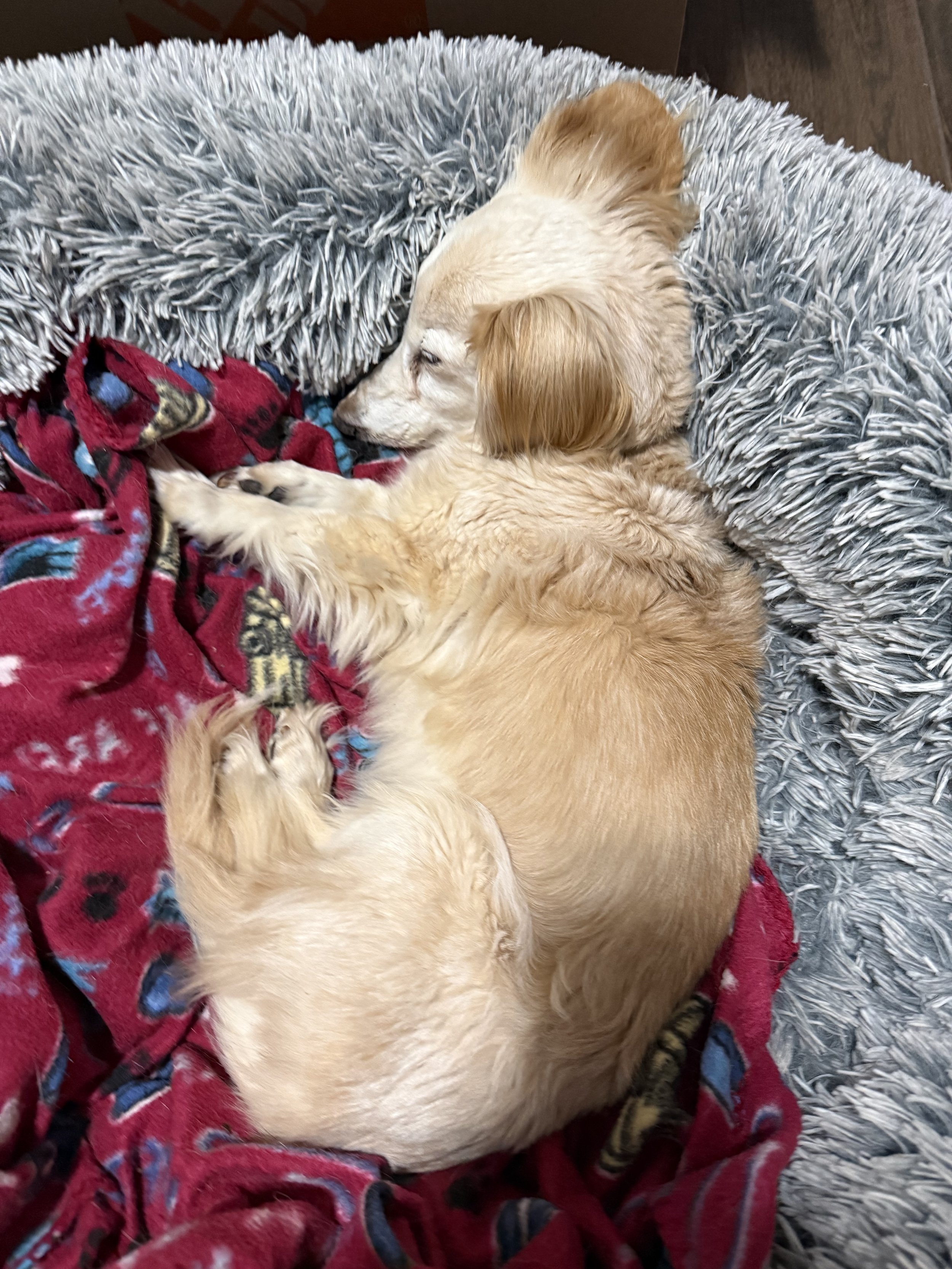 Kyzer, Janell’s dachshund, curled up asleep on a soft blanket.