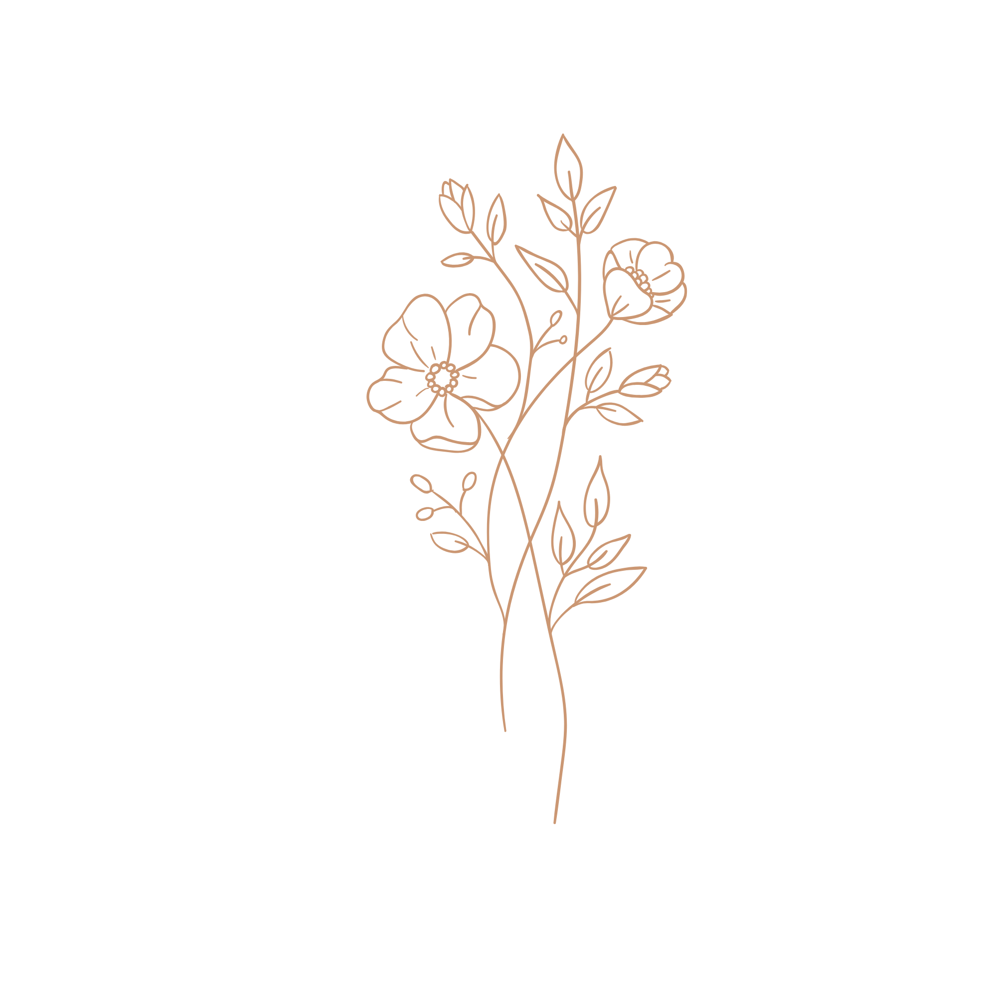 Line art illustration of a flower with three blooms, leaves, and stems, in a soft brown colour.