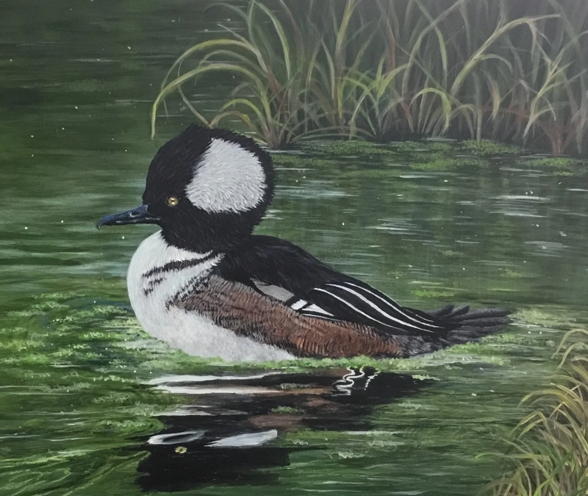 Close-up of a duck swimming in a green pond with tall grasses in the background.