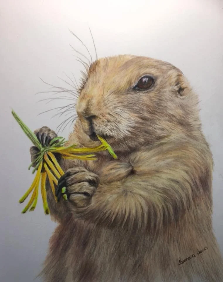 A detailed illustration of a prairie dog holding and eating a small yellow and green plant.