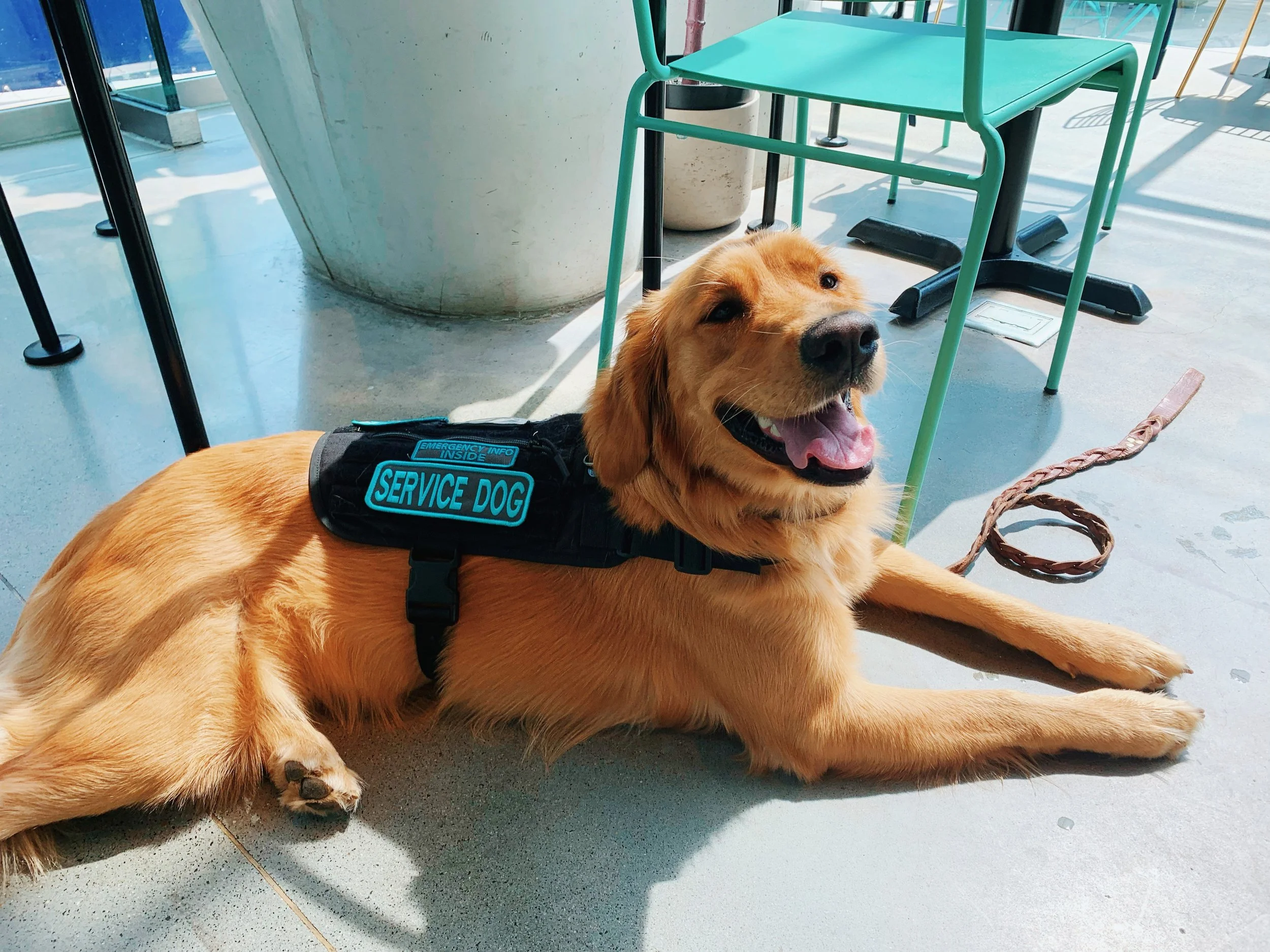 Service Dog Package