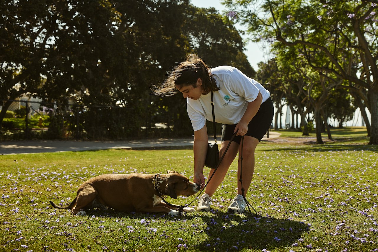 A woman bends down to pet a brown dog lying on a grassy field with purple flowers, in a park with trees in the background.