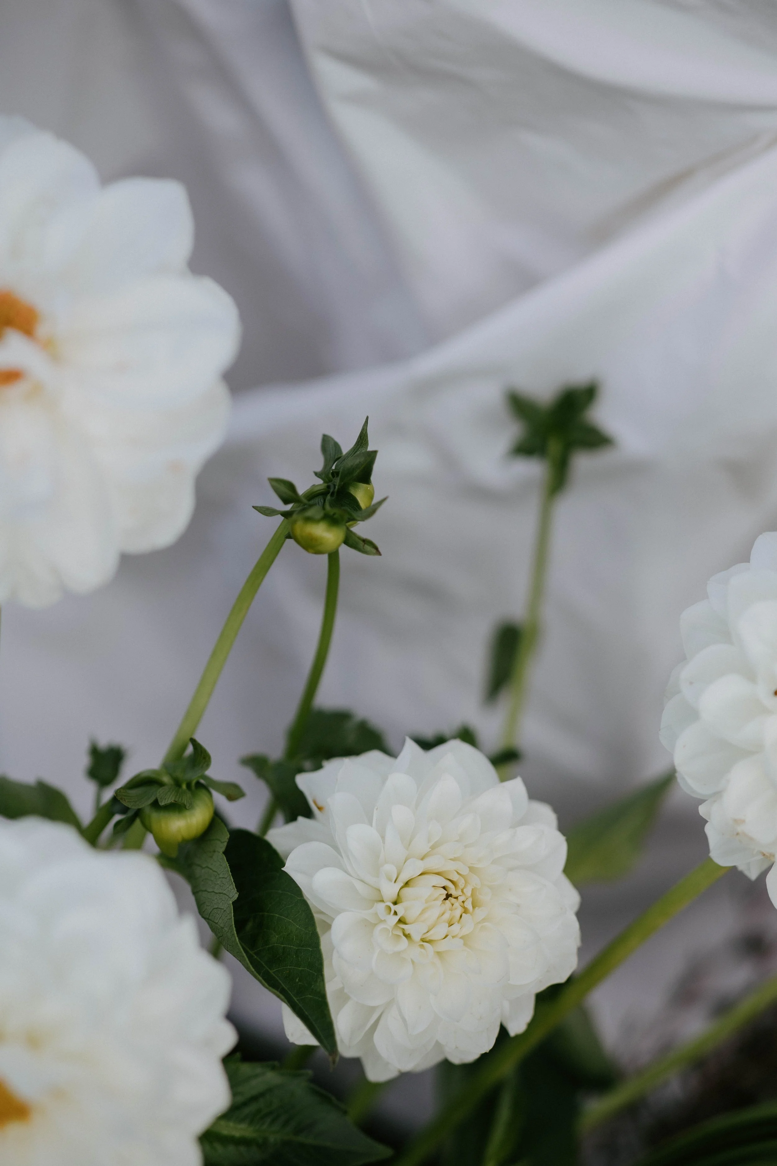 Close-up of white flowers with green buds and leaves against a soft white background.