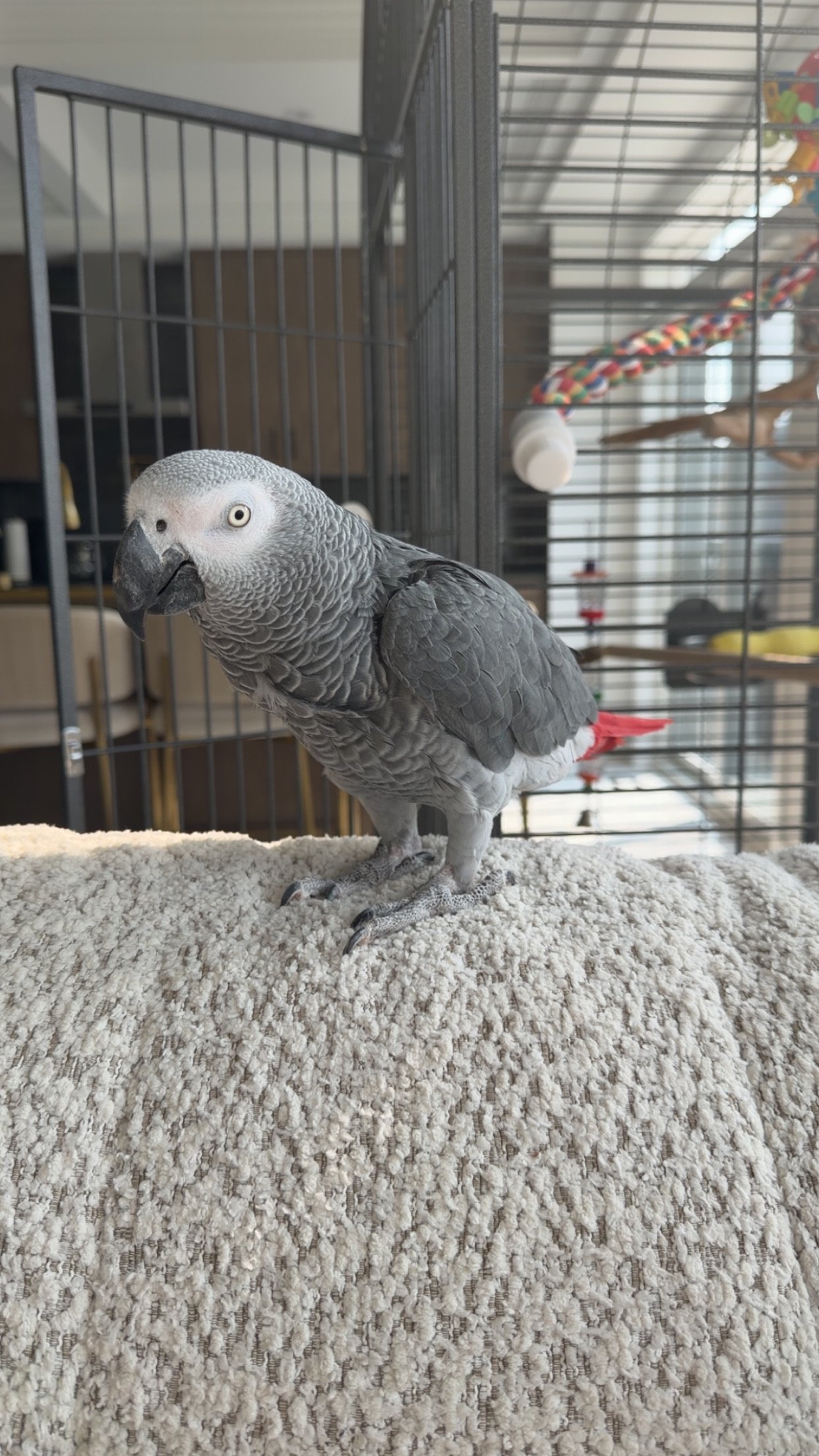 An African grey parrot standing on a beige textured surface inside a metal cage.