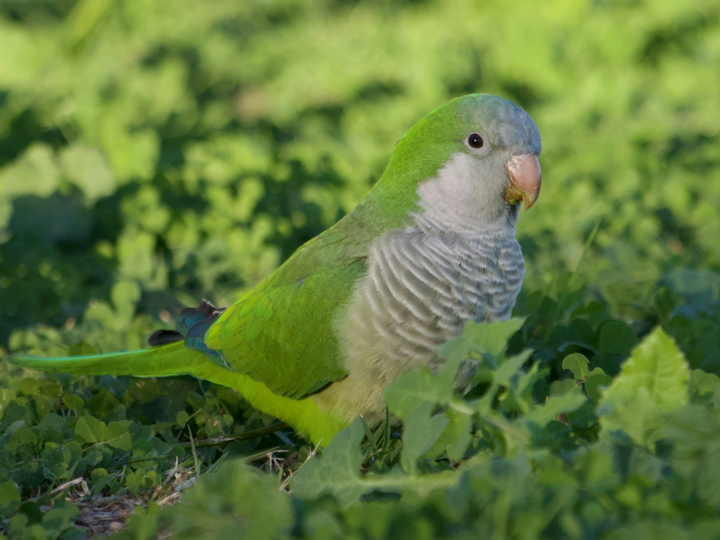 A green and gray bird, possibly a parrot or parakeet, sitting among green leaves and foliage. Monk parrot, Quaker parrot