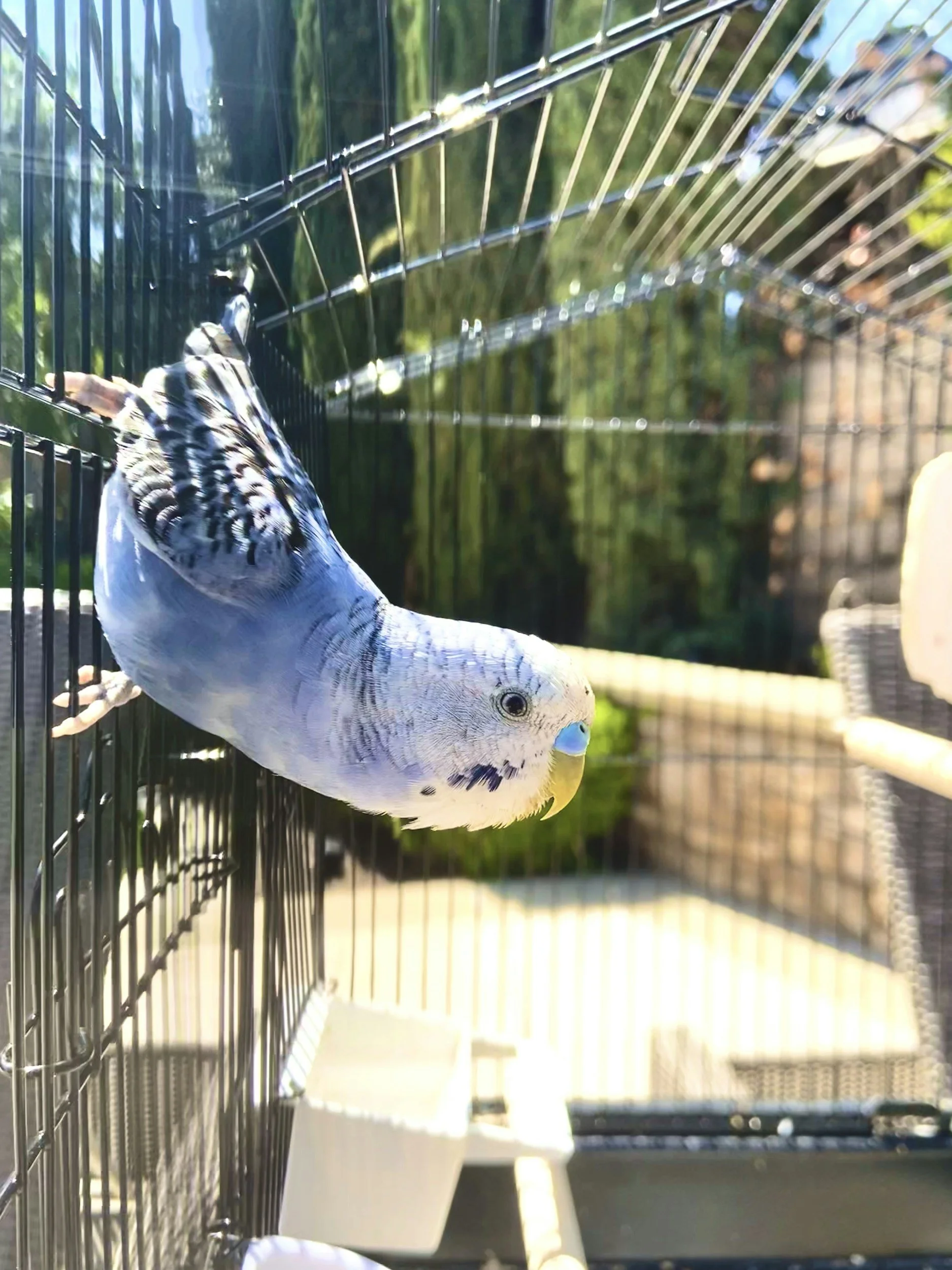 A birdcage containing a budgerigar bird outside with blurred green trees and blue sky in the background.