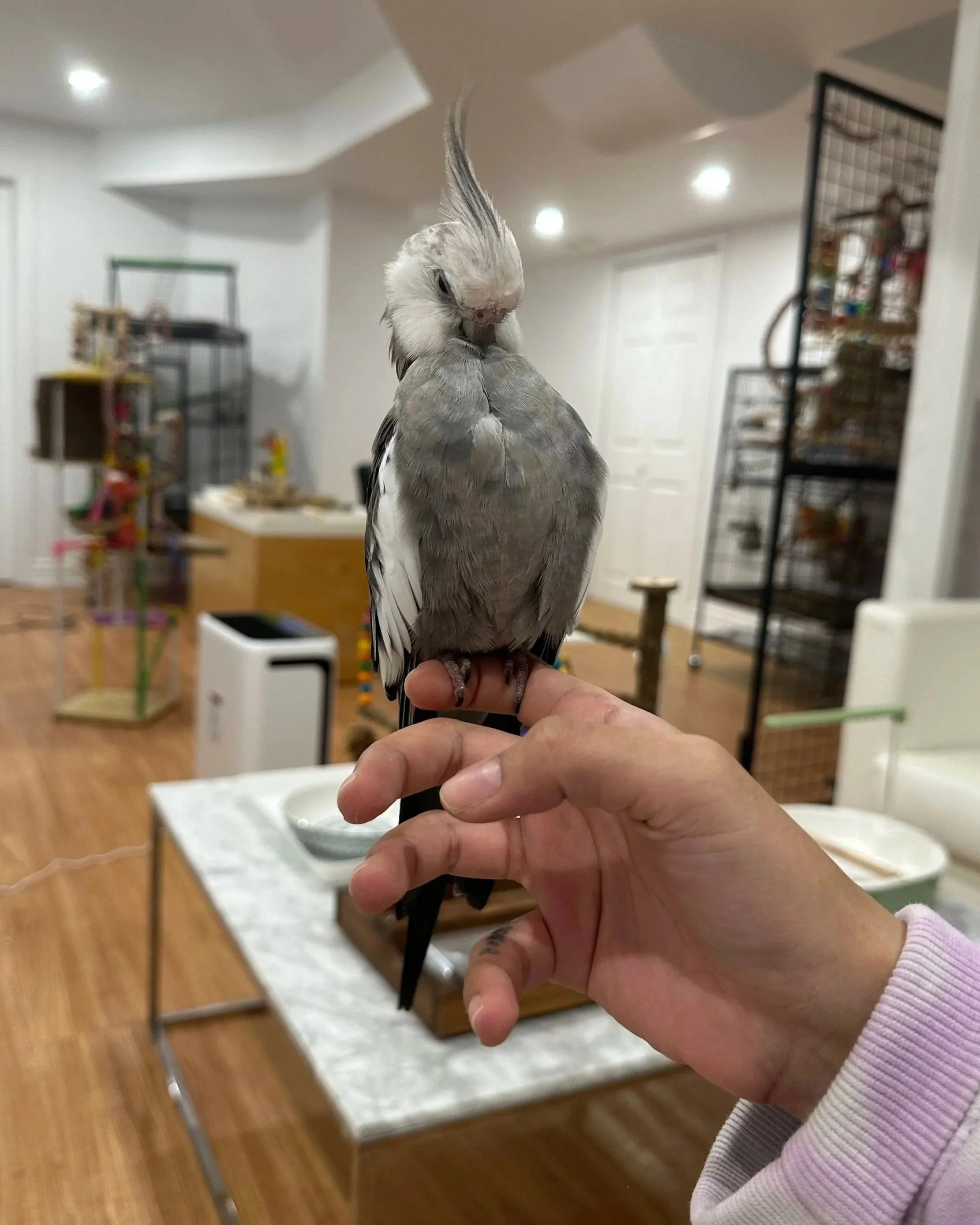 Close-up of a person holding a cockatiel bird indoors. The cockatiel has a white face with a crest and gray feathers. The background shows a room with furniture, including shelves and a table.