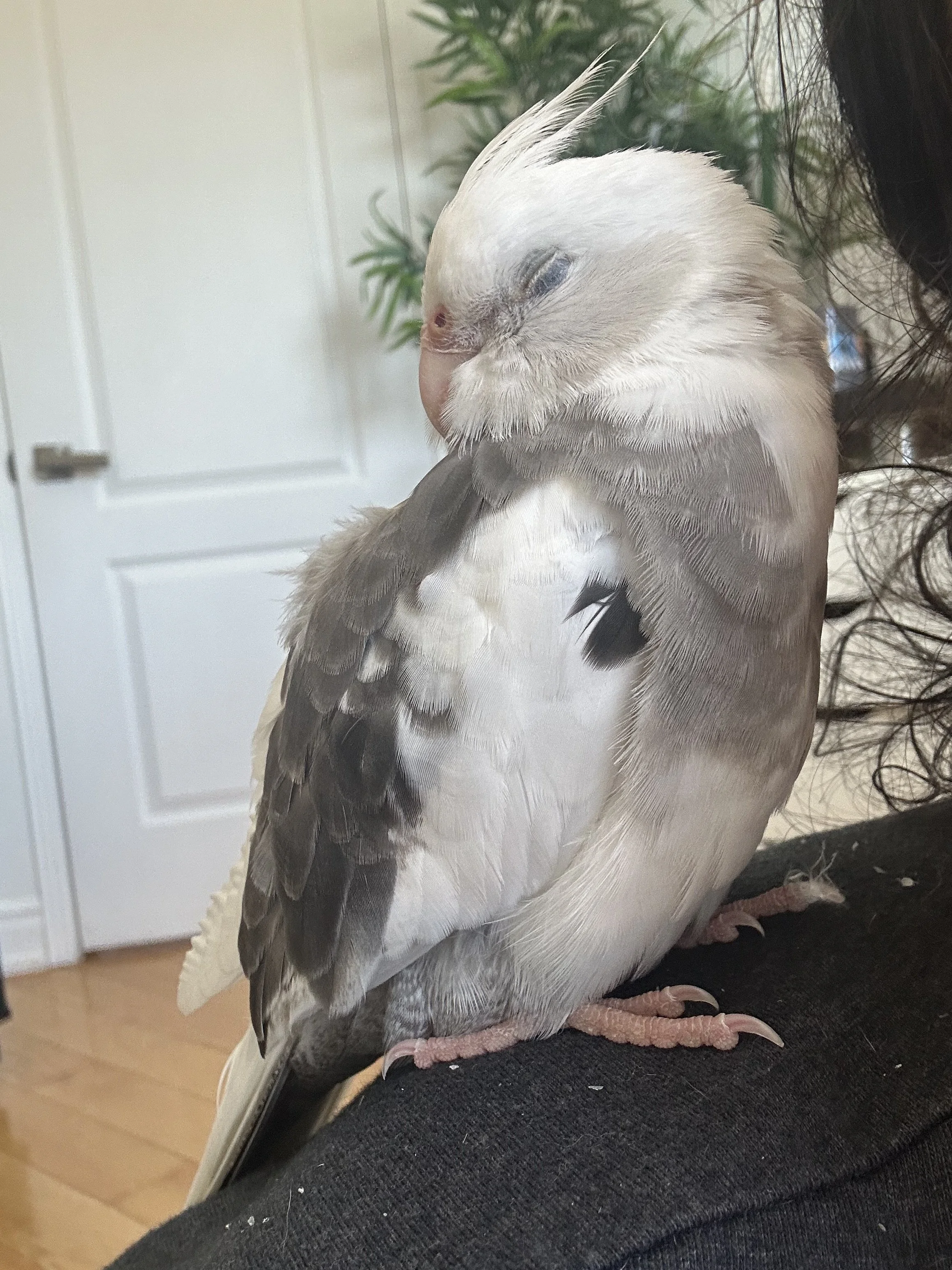 A close-up of a sleepy cockatiel bird resting with its eyes closed, showing its soft feathers and crest, perched on a person's black clothing.