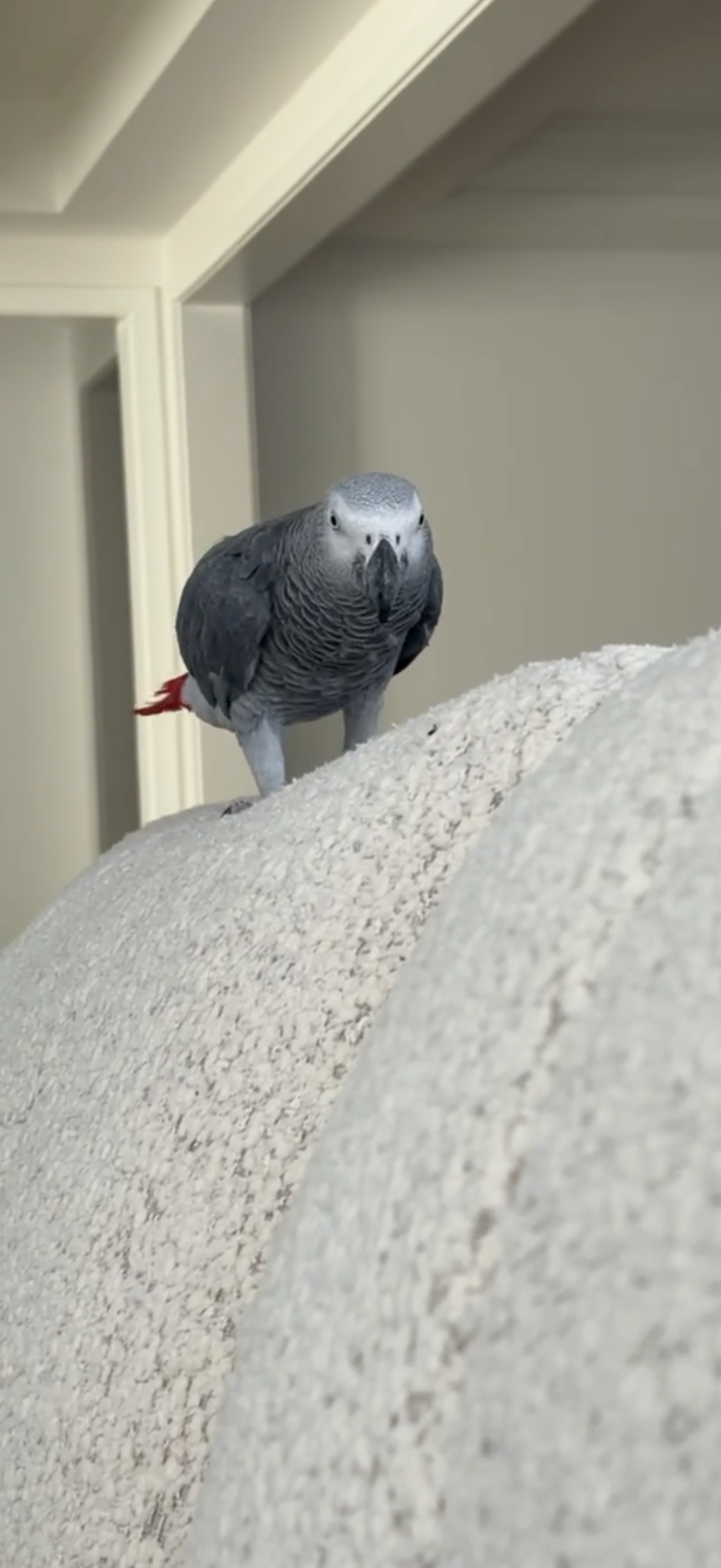 African grey parrot perched on a beige couch in a room with neutral-colored walls and doorways.