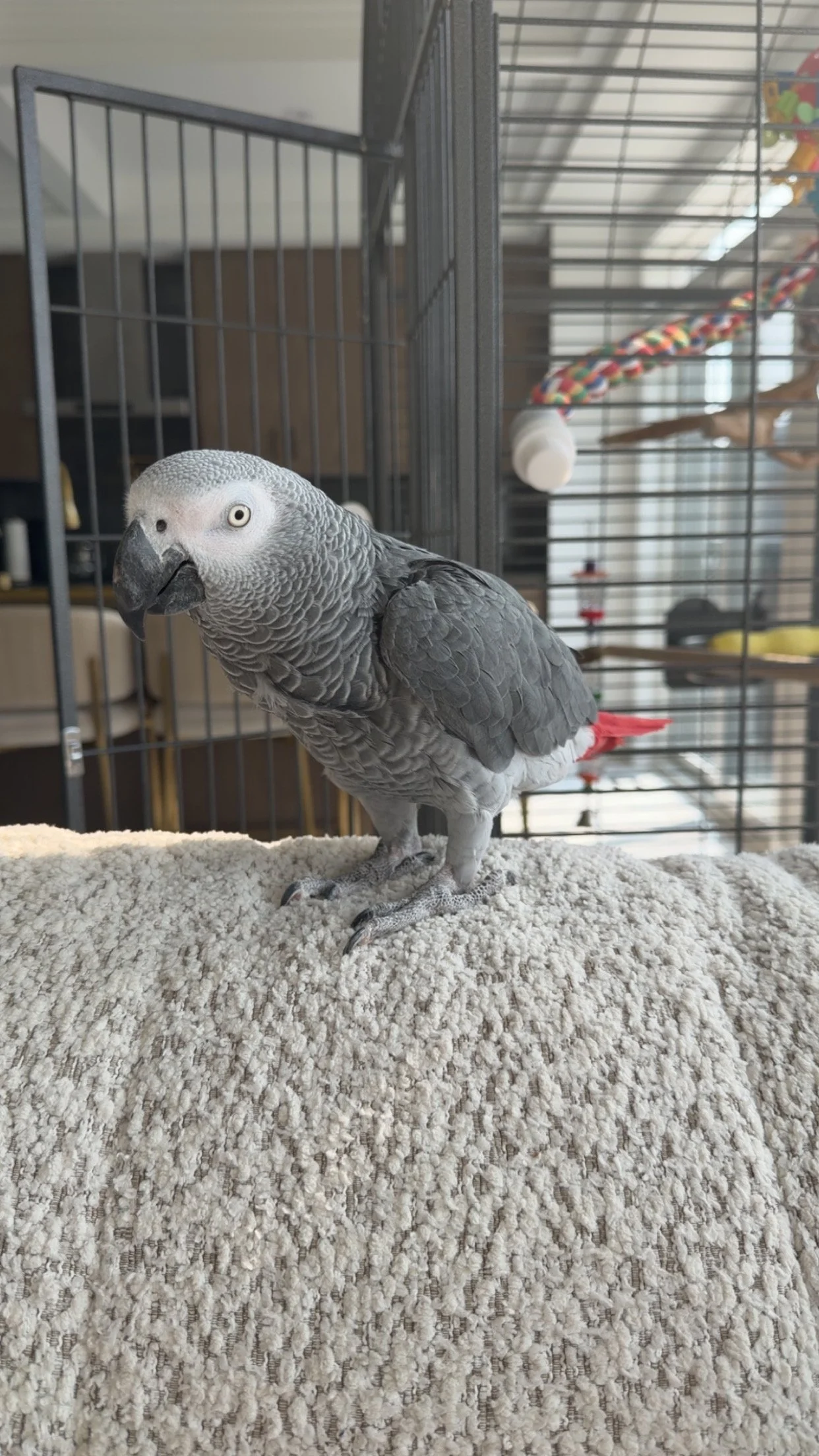 An African grey parrot standing on a plush beige surface inside a cage with toys and perches in the background.