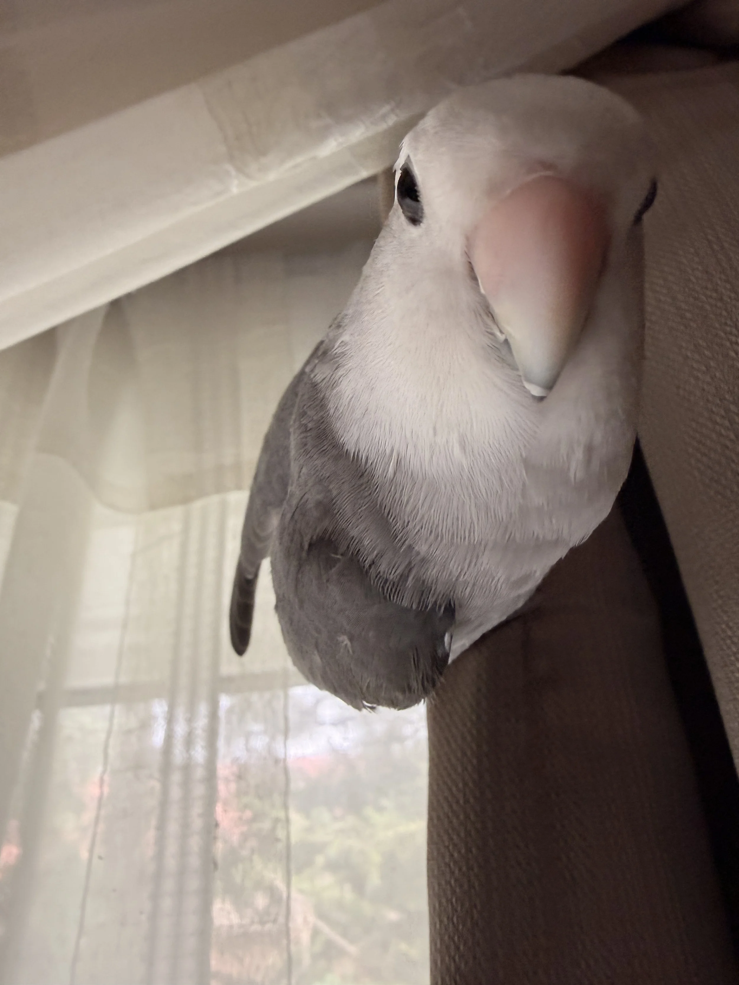 Close-up of a white and gray bird with a yellow beak, sitting on a person's arm, indoors near a window with a curtain.
