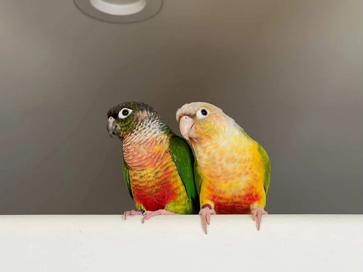 Two colorful parrots perched on a white surface, with a gray background.