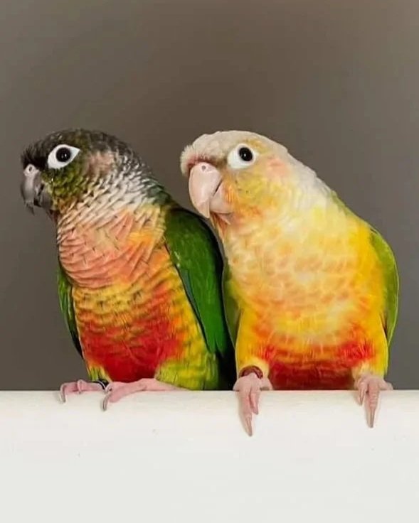 Two birds with colorful feathers, edited to have human-like eyes and faces, perched on a white surface against a plain gray background.