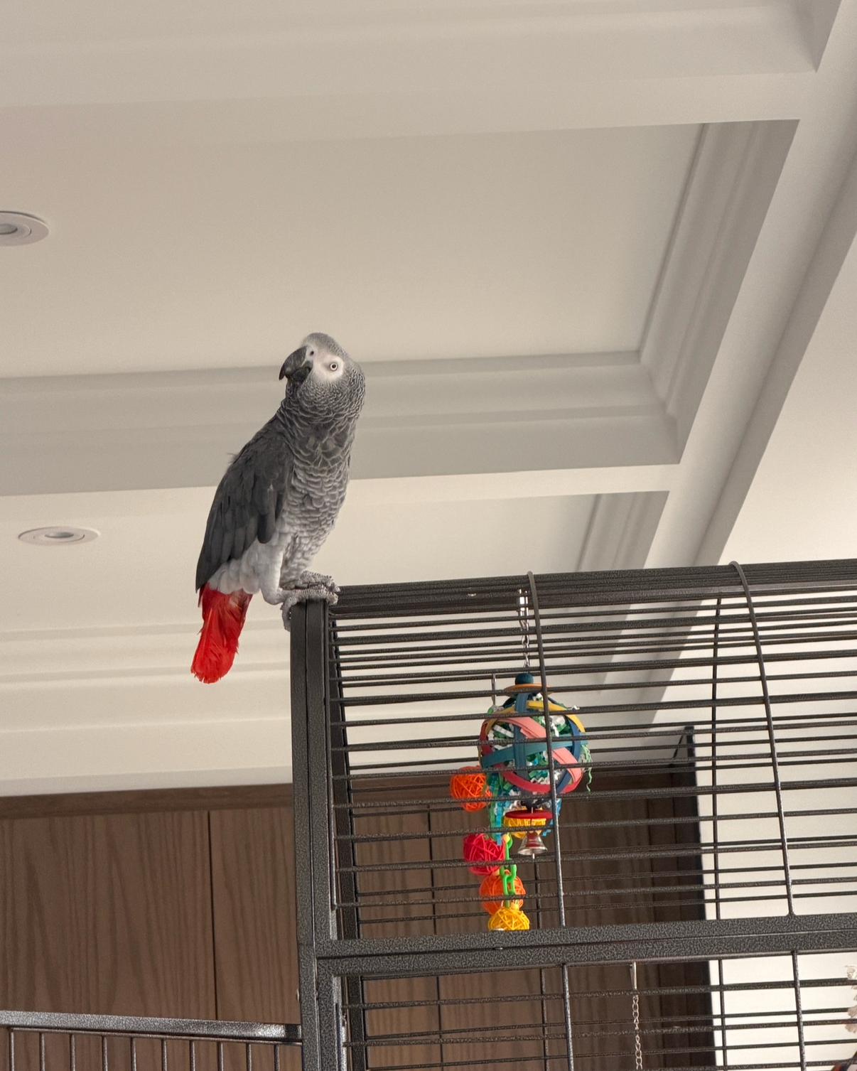 An African gray parrot with red tail feathers perched on the top of a black birdcage in a room with a white ceiling.