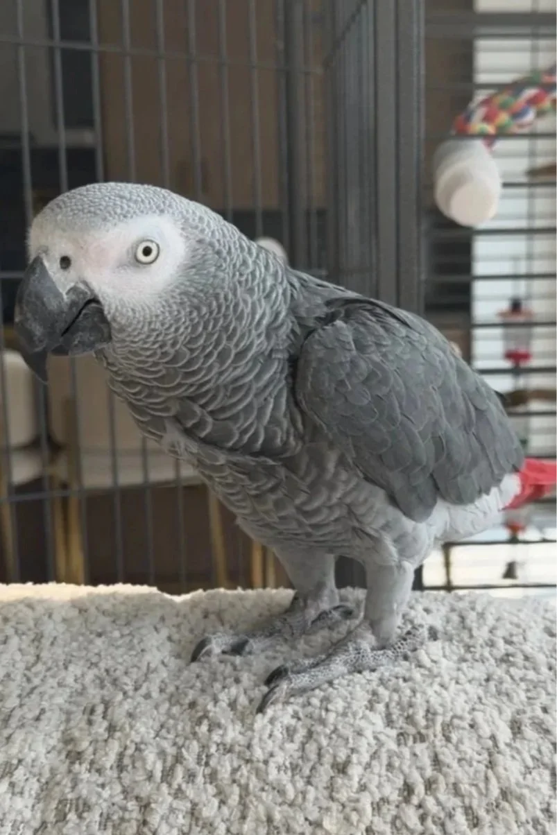 An African gray parrot with gray feathers and a white face standing on a textured surface inside a cage.