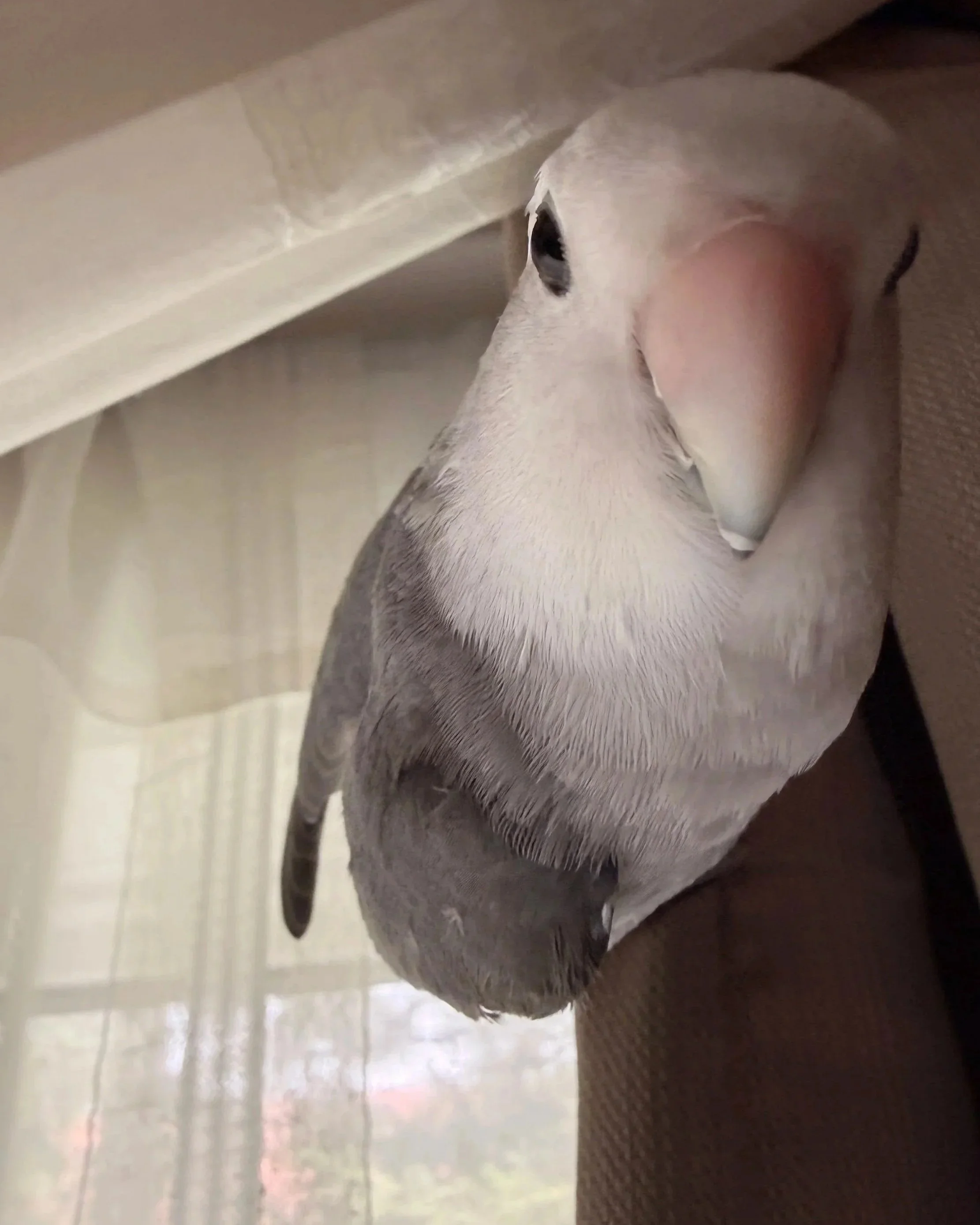 Close-up of a pigeon with a light-colored head, black eye, pinkish beak, nestled among brown fabric and against a pale background.