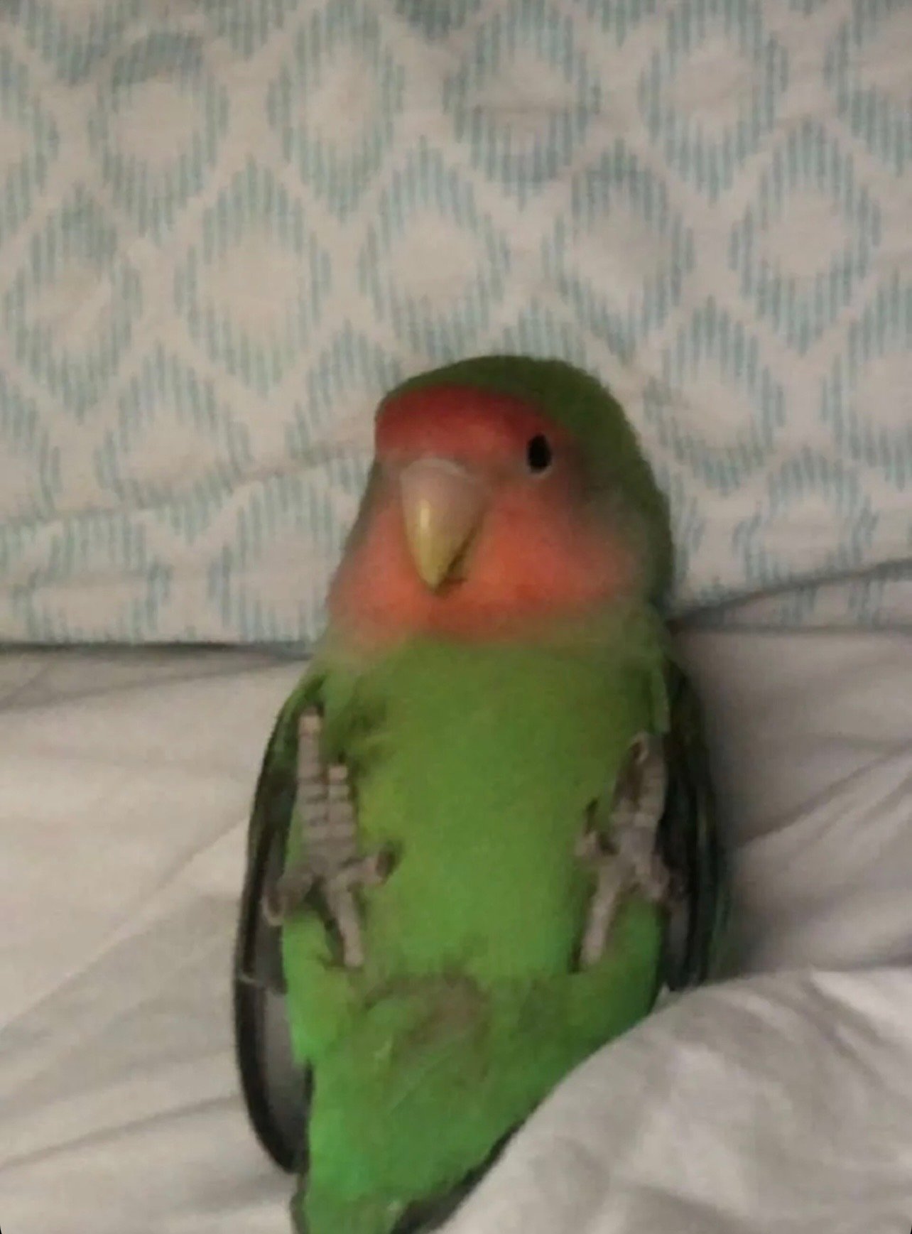 Close-up of a colorful bird, likely a lovebird, resting on a soft surface with a light-colored, patterned background. The bird has a pink face, green body, and black markings on its wings.