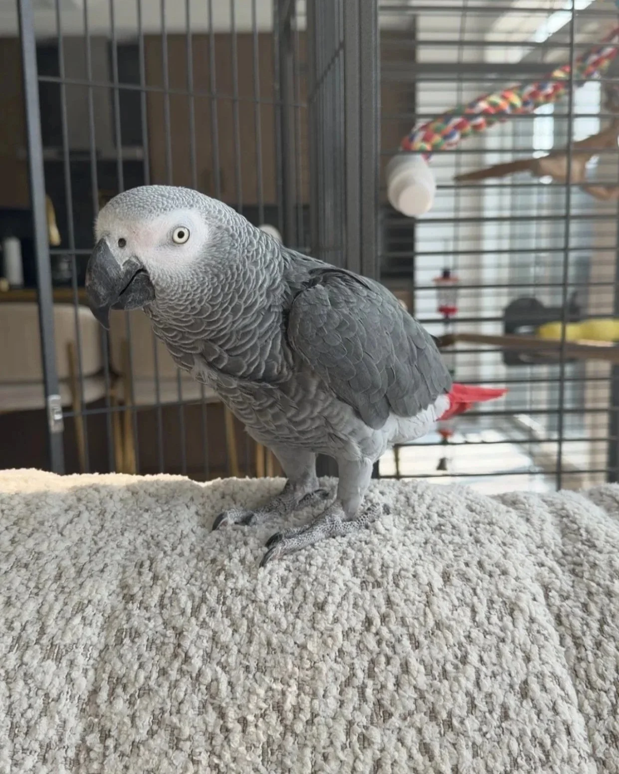 A gray and white African grey parrot standing on a beige carpet inside a cage.