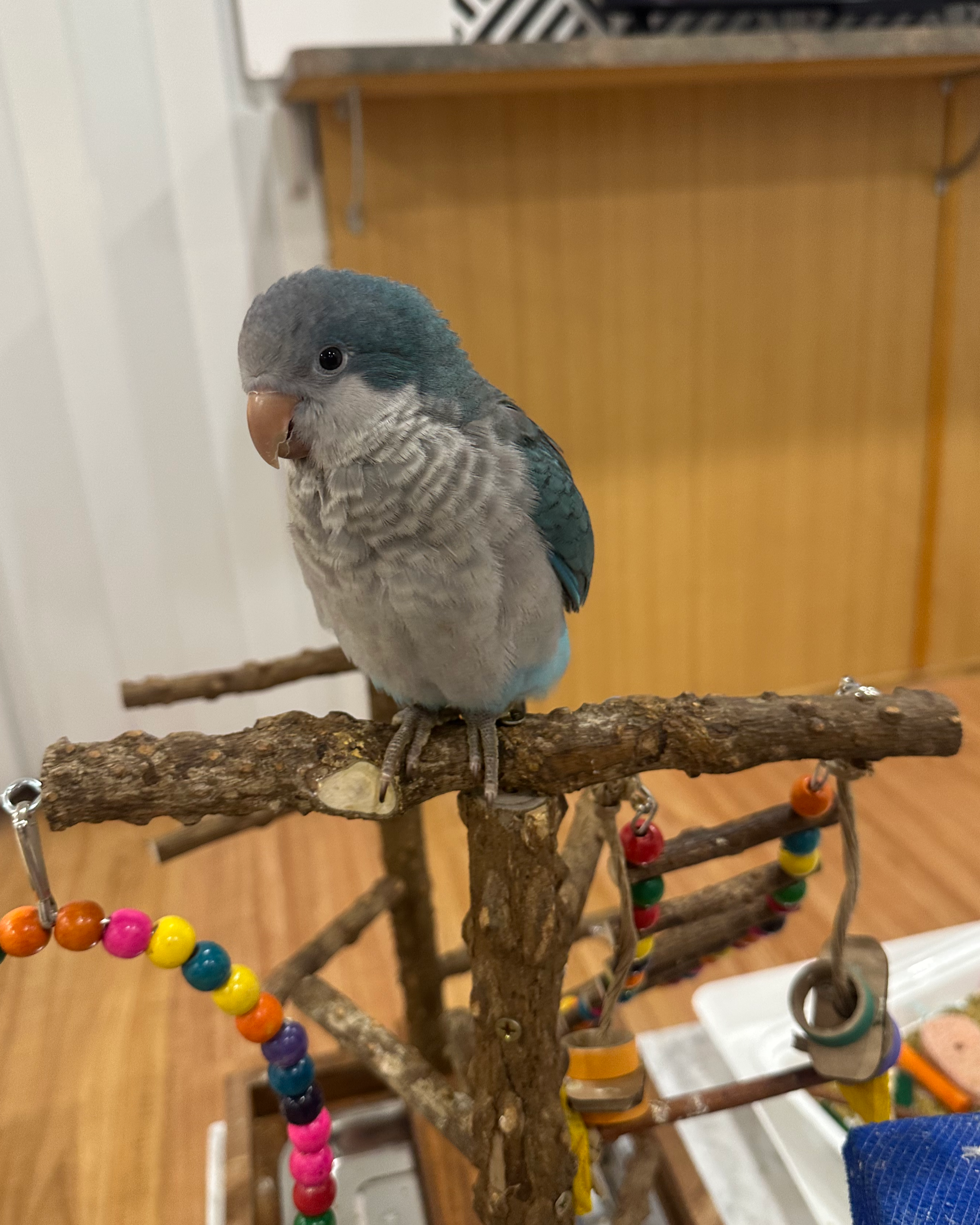 A small bird with gray and blue feathers perched on a wooden branch of a colorful bird toy structure, with wood-paneled walls and a table in the background.