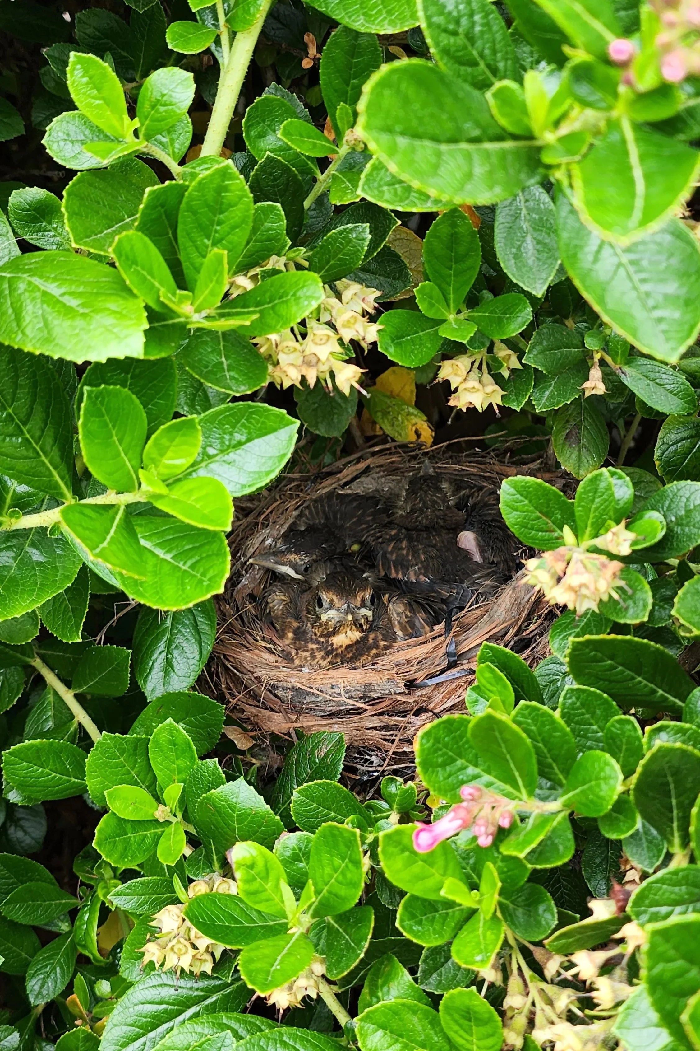 A bird is sitting in a nest made of twigs and surrounded by dense green leaves and pink flowers.