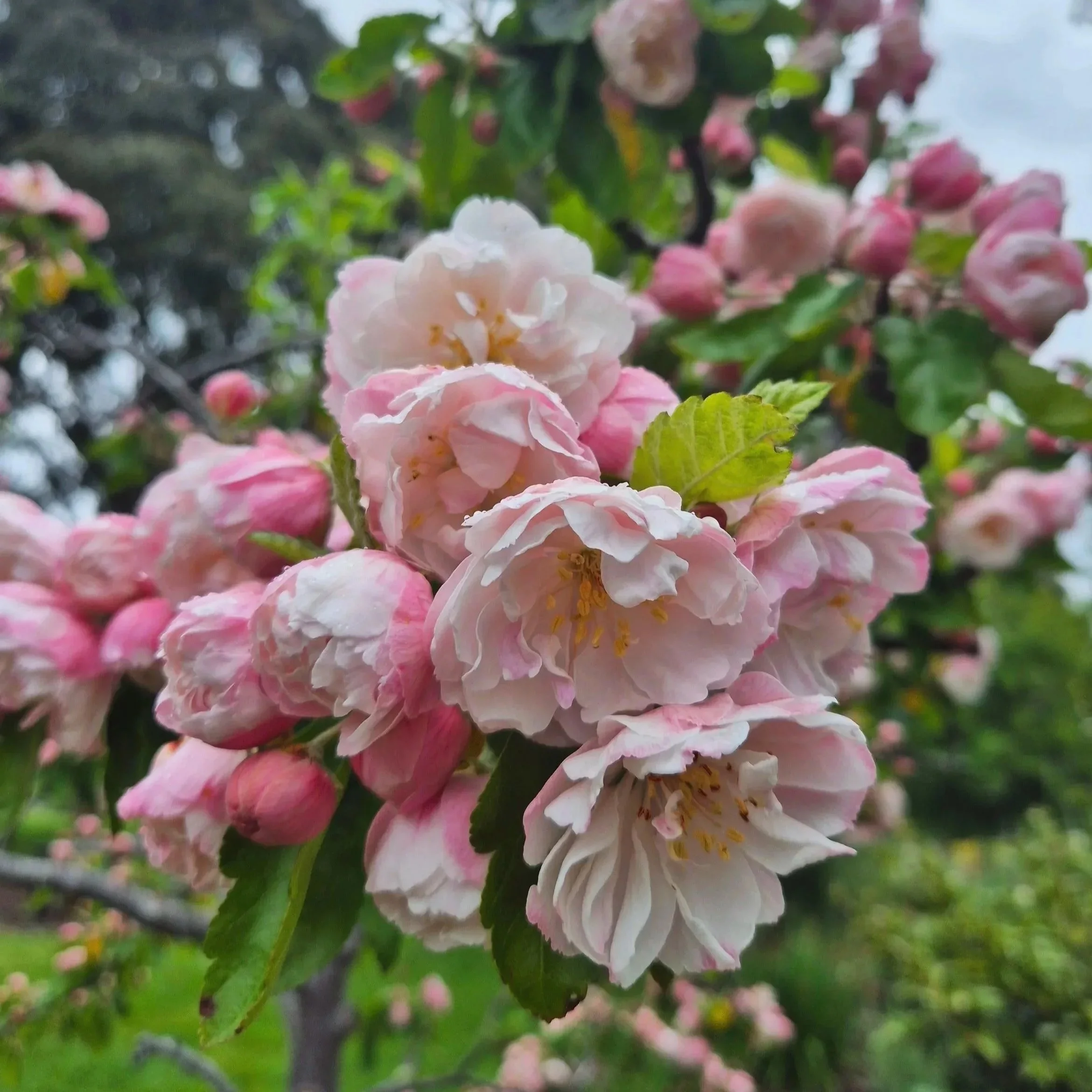 Close-up image of pink and white blooming flowers on a tree branch, with green leaves in the background.