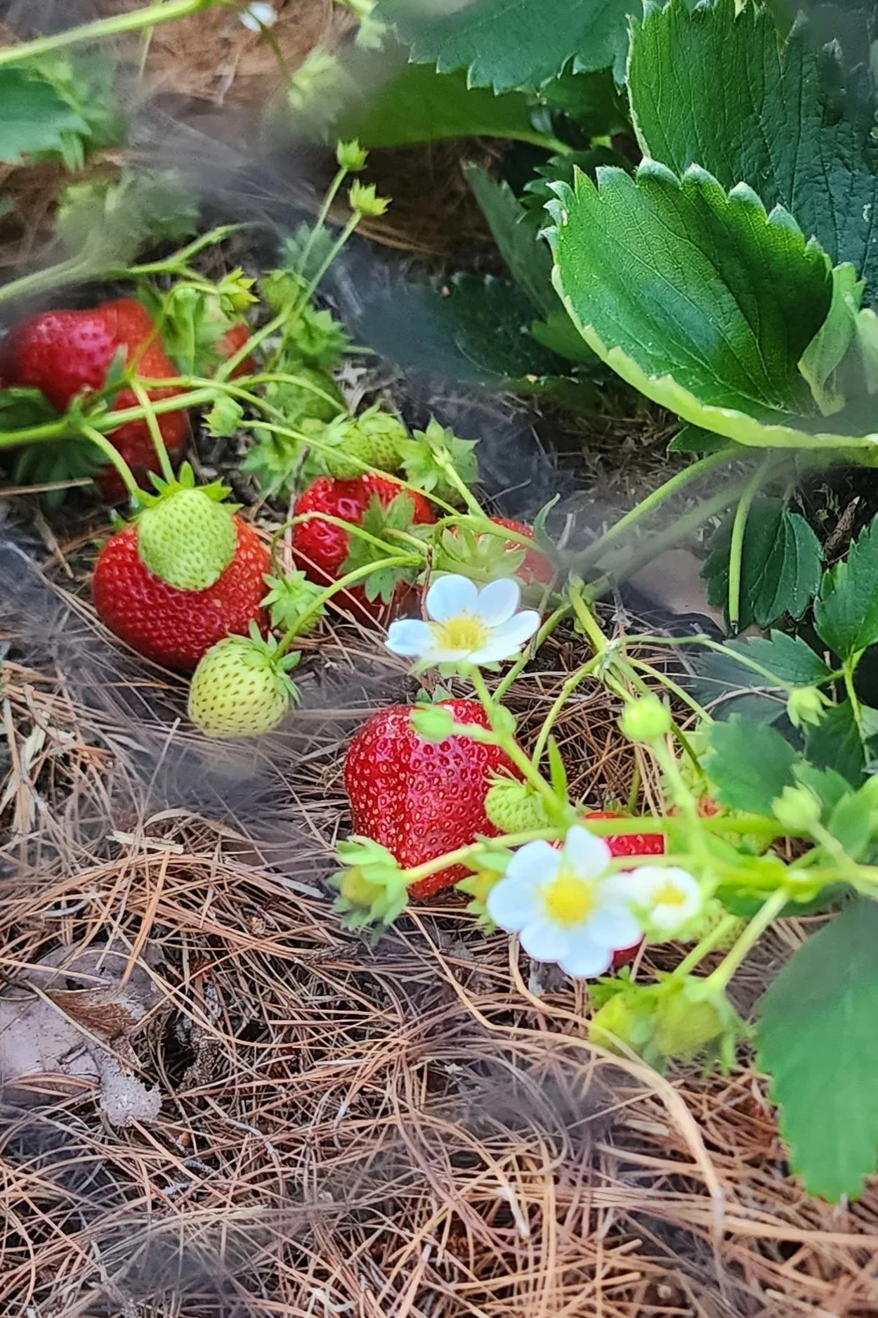 Close-up of ripening strawberries on the vine, some white strawberry flowers, green leaves, and straw mulch on the ground.