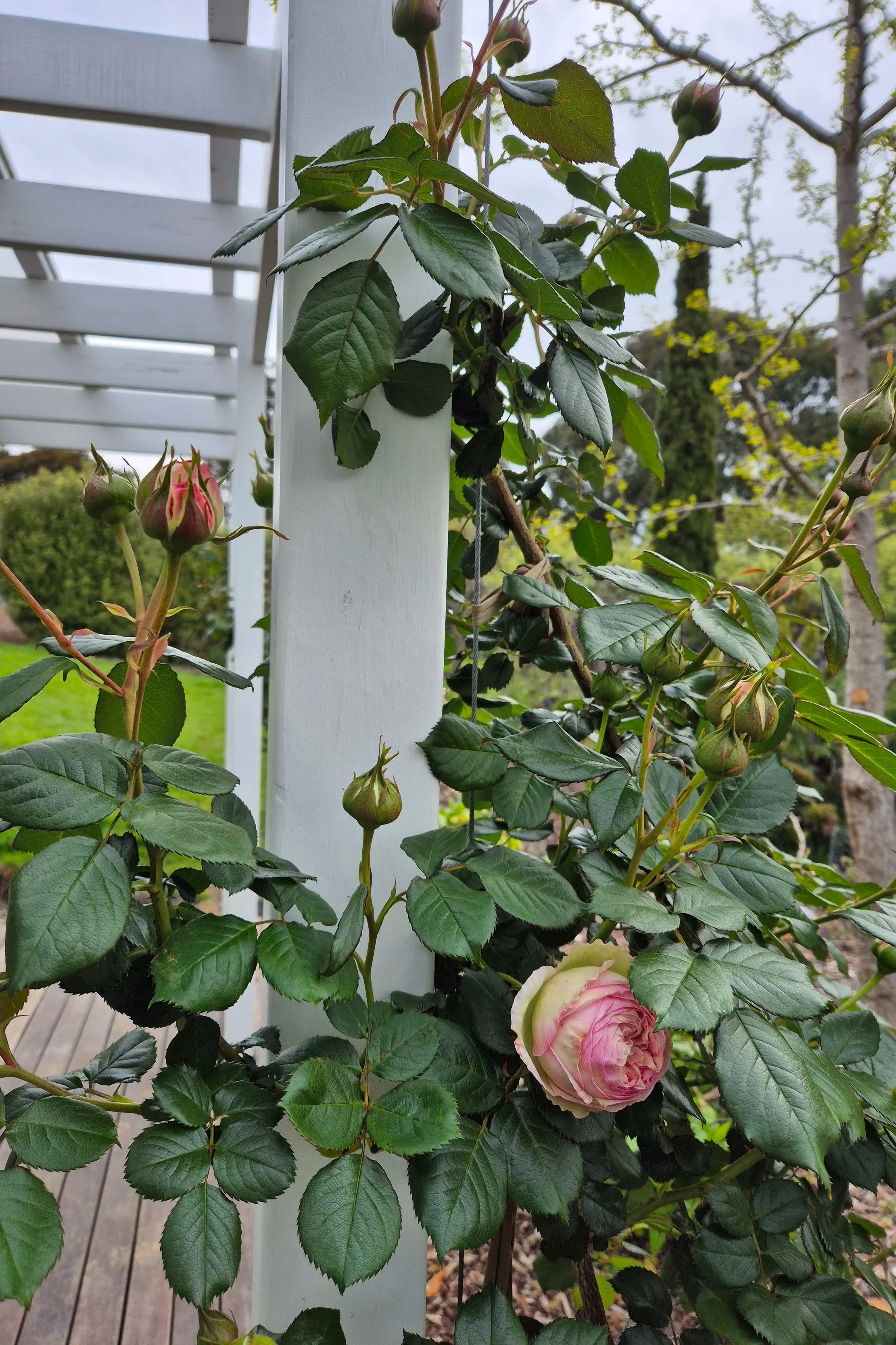 Pierre de Ronsard climbing roses with multiple buds and blossoms on a green vine climbing a white painted wooden post, with garden and trees in the background.