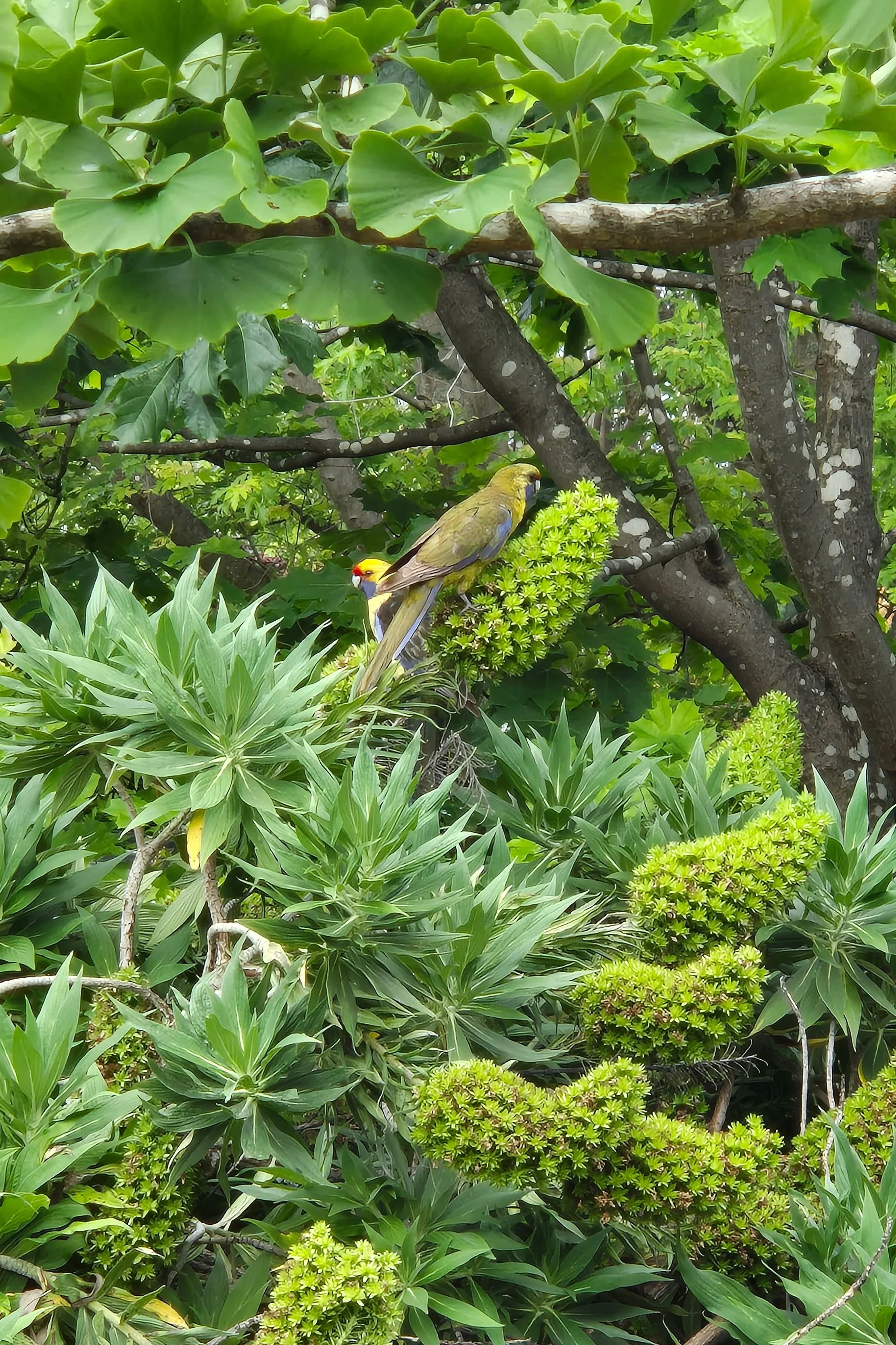 Colourful green rosellas perched on green leafy trees and plants in a lush garden or jungle setting.