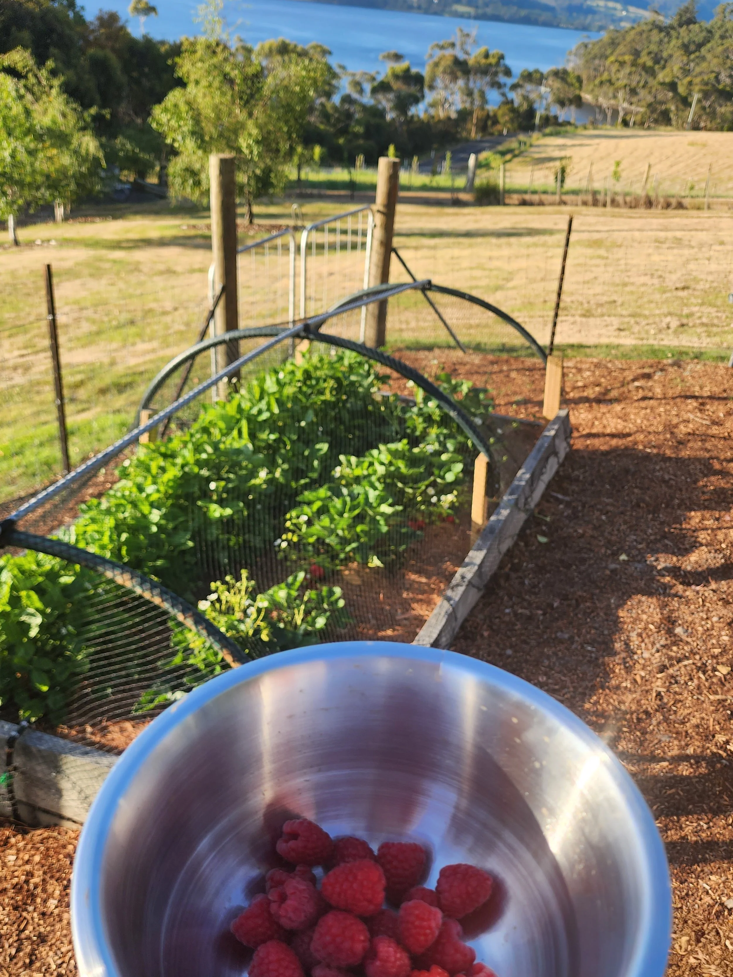A  bowl filled with raspberries held in front of a berry patch, overlooking a farm setting.