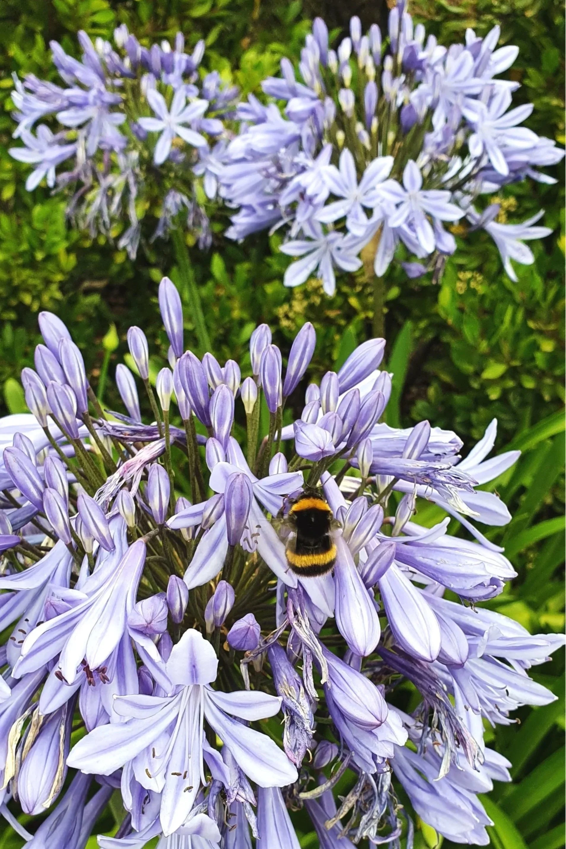 Close-up of purple and white agapanthus flowers with a bee collecting nectar.