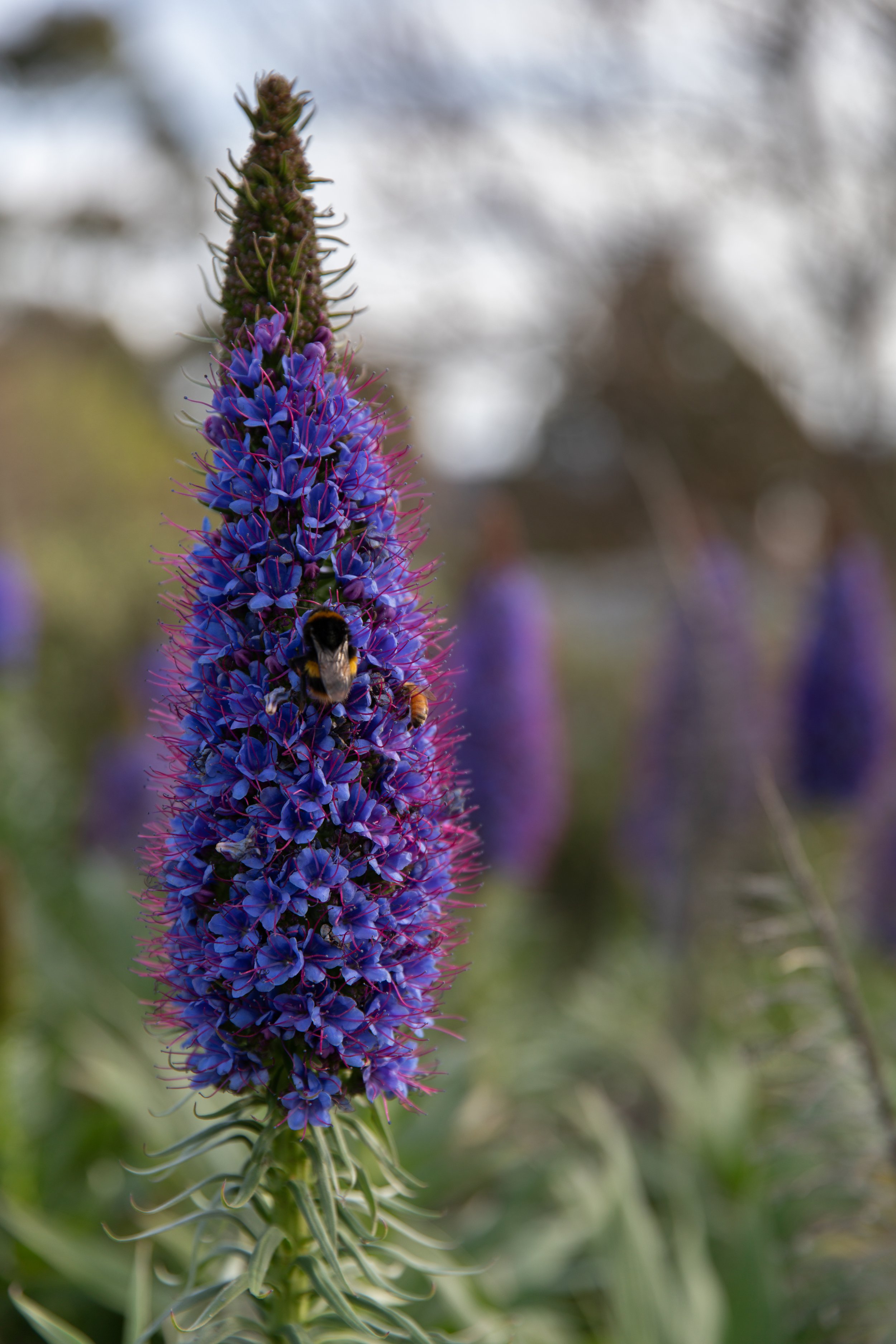 Close-up of a tall, purple and blue flower spike with bees collecting nectar, set against a blurred outdoor background.
