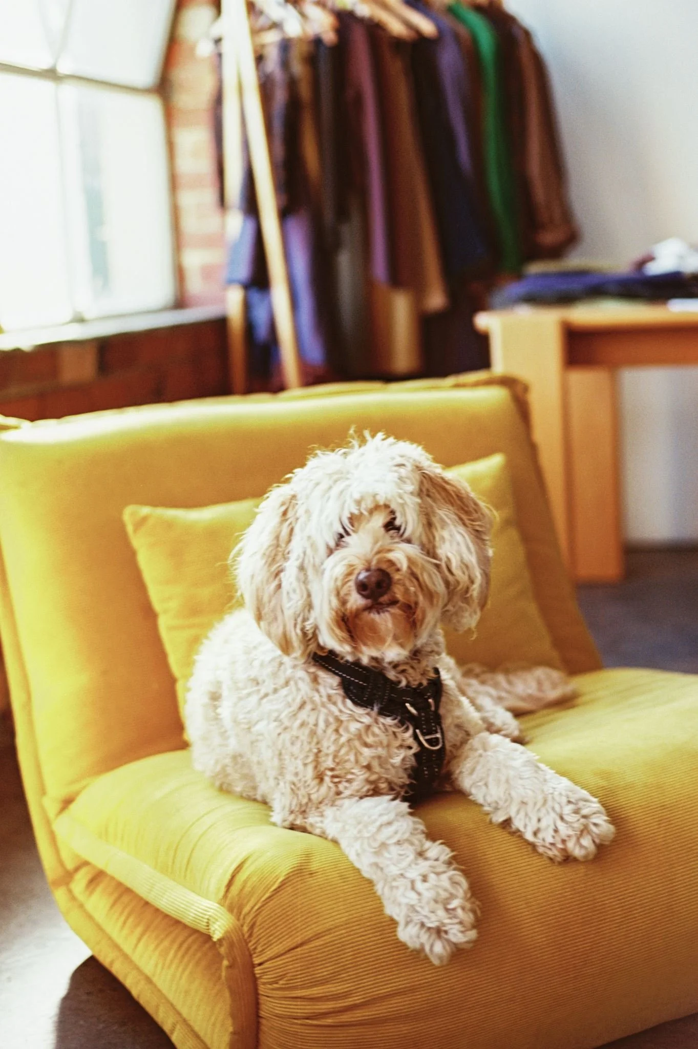 A dog with curly, light-colored fur sitting on a yellow sofa with matching cushions. The dog is wearing a black harness and looking at the camera. In the background, there is a wooden table, a coat rack with jackets, and a brick wall near a window letting in natural light.