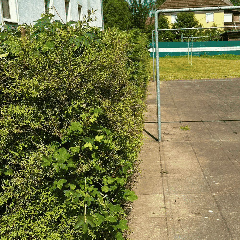 Hoch gewachsene Sträucher neben einem Gehweg auf einer Schulhoffläche, im Hintergrund sind Gebäude und ein Tennisnetz sichtbar.