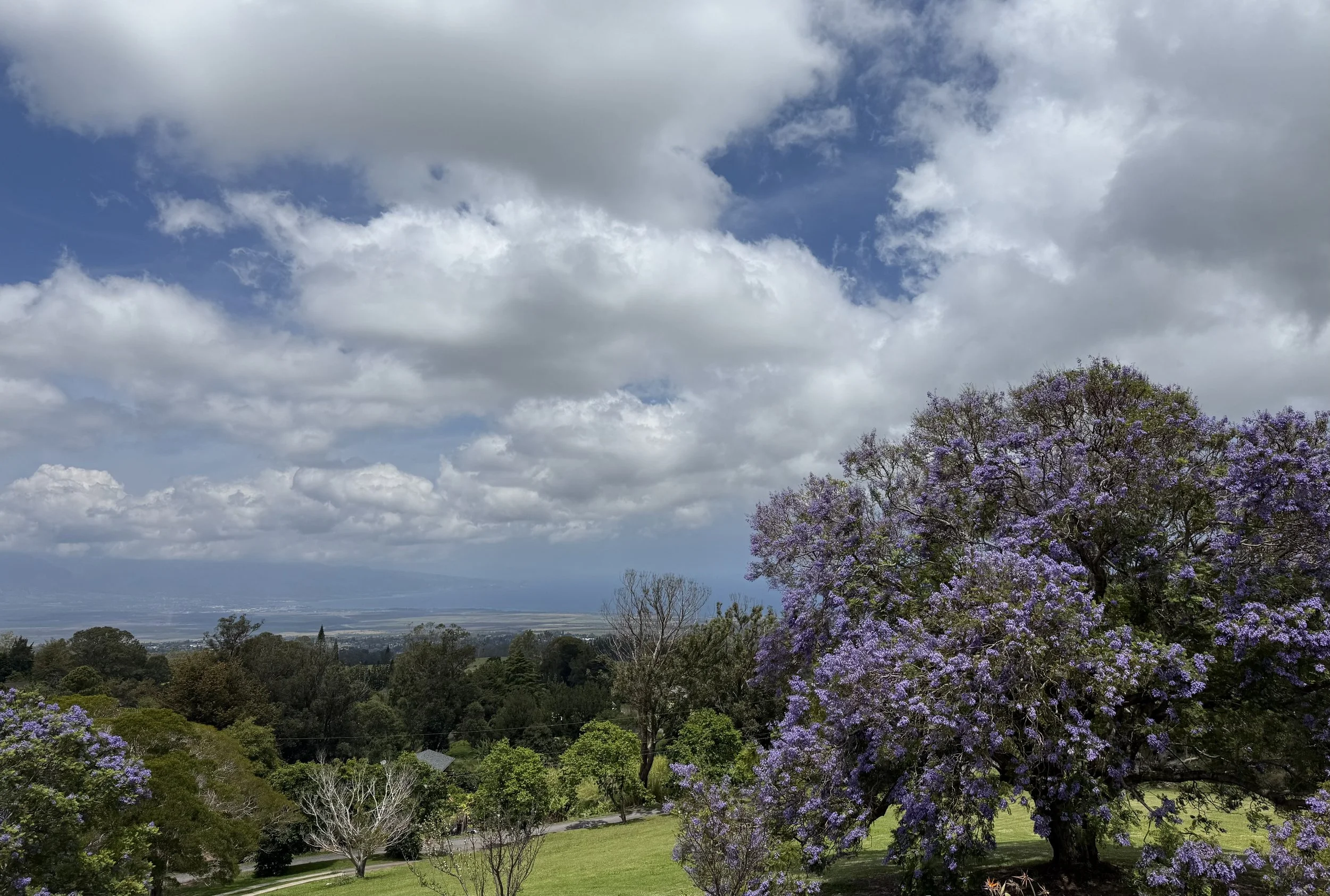A scenic view of a landscape with a large flowering purple tree in the foreground, a grassy area, multiple other trees, and a cloudy sky above, with distant mountains and a valley visible in the background.