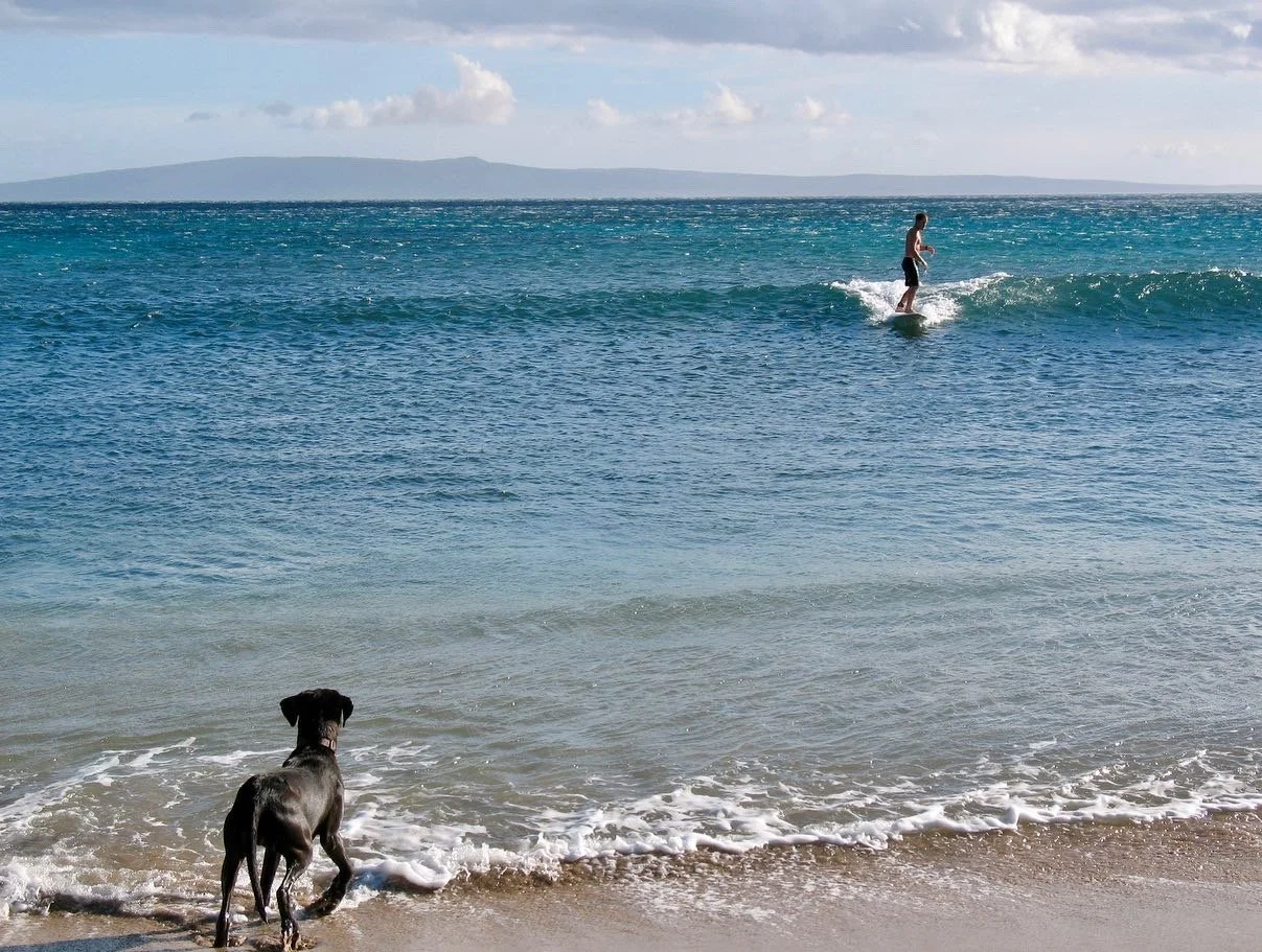 A dog standing on the sandy beach watching a person surfing on the water with a distant landmass in the background.